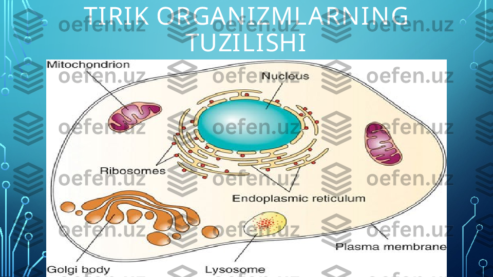 TIRIK ORGAN IZMLARN IN G 
TUZILISHI  