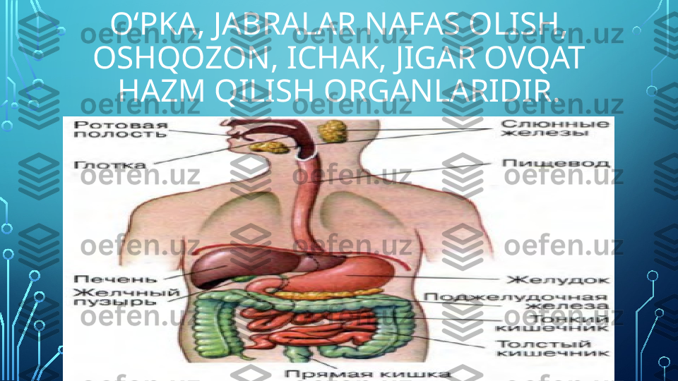 O‘PKA, JABRALAR NAFAS OLISH, 
OSHQOZON, ICHAK, JIGAR OVQAT 
HAZM QILISH ORGANLARIDIR.  