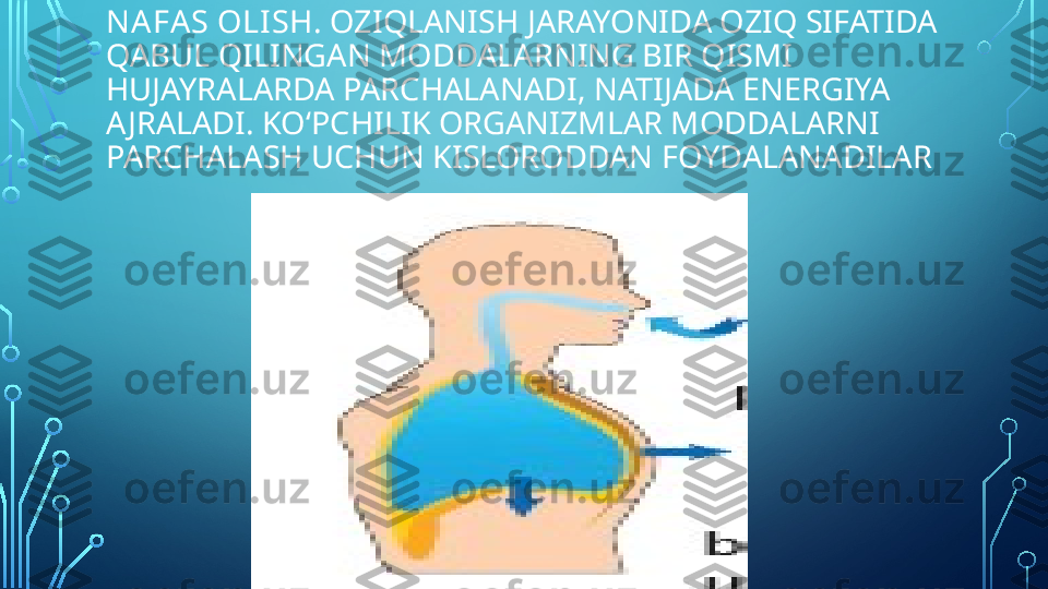 N A FA S OLISH . OZIQLANISH JARAYONIDA OZIQ SIFATIDA 
QABUL QILINGAN MODDALARNING BIR QISMI 
HUJAYRALARDA PARCHALANADI, NATIJADA ENERGIYA 
AJRALADI. KO‘PCHILIK ORGANIZMLAR MODDALARNI
PARCHALASH UCHUN KISLORODDAN FOYDALANADILAR  