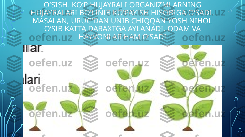 O‘SI SH . KO‘P HUJAYRALI ORGANIZMLARNING 
HUJAYRALARI BO‘LINIB KO‘PAYISH HISOBIGA O‘SADI. 
MASALAN, URUG‘DAN UNIB CHIQQAN YOSH NIHOL 
O‘SIB KATTA DARAXTGA AYLANADI. ODAM VA 
HAYVONLAR HAM O‘SADI  