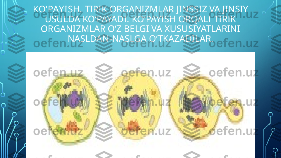 KO‘PAY ISH.  TIRIK ORGANIZMLAR JINSSIZ VA JINSIY
USULDA KO‘PAYADI. KO‘PAYISH ORQALI TIRIK 
ORGANIZMLAR O‘Z BELGI VA XUSUSIYATLARINI 
NASLDAN-NASLGA O‘TKAZADILAR.  