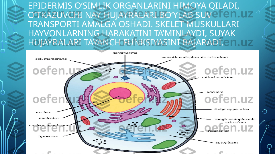 EPIDERMIS O‘SIMLIK ORGANLARINI HIMOYA QILADI, 
O‘TKAZUVCHI NAY HUJAYRALARI BO‘YLAB SUV 
TRANSPORTI AMALGA OSHADI. SKELET MUSKULLARI 
HAYVONLARNING HARAKATINI TA’MINLAYDI, SUYAK 
HUJAYRALARI TAYANCH FUNKSIYASINI BA JARADI.  