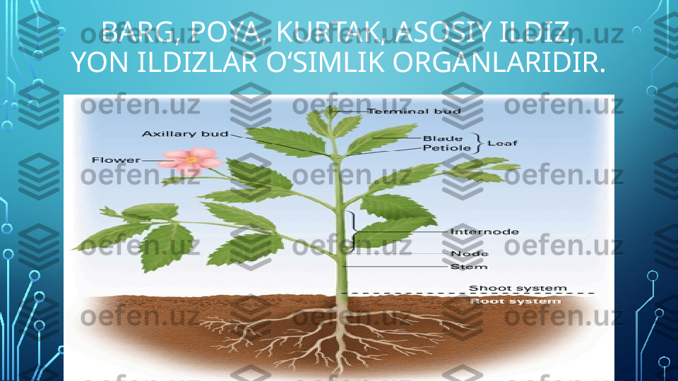 BARG, POYA, KURTAK, ASOSIY ILDIZ, 
YON ILDIZLAR O‘SIMLIK ORGANLARIDIR.  