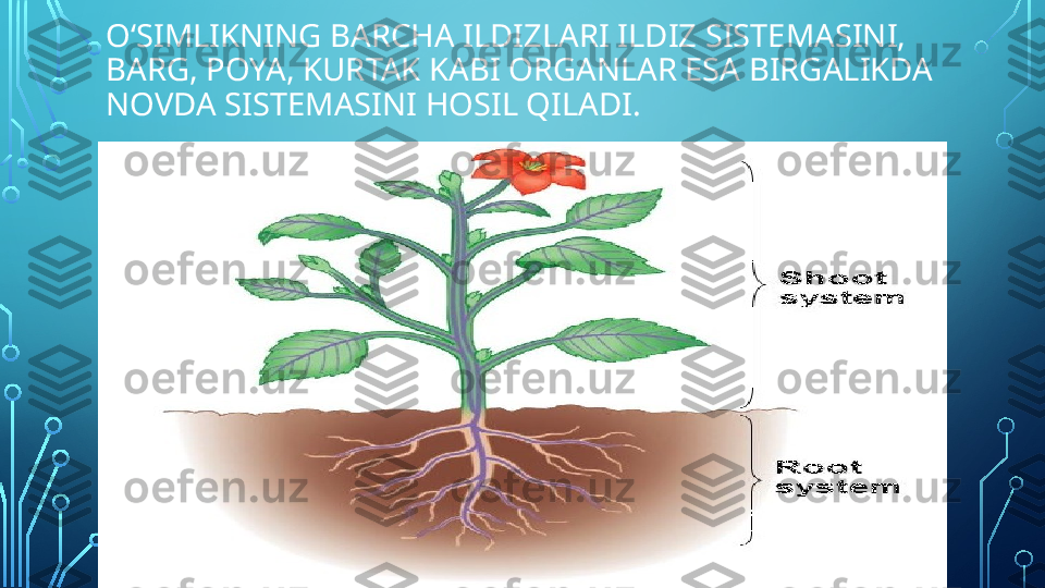 O‘SIMLIKNING BARCHA ILDIZLARI ILDIZ SISTEMASINI, 
BARG, POYA, KURTAK KABI ORGANLAR ESA BIRGALIKDA
NOVDA SISTEMASINI HOSIL QILADI.  