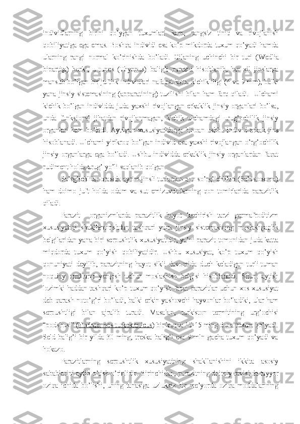 individlarning   birini   qo’ygan   tuxumlari   kam,   rangsiz   tiniq   va   rivojlanish
qobiliyatiga  ega   emas.   Boshqa   individi   esa   ko’p  mikdorda   tuxum   qo’yadi   hamda
ularning   rangi   normal   ko’rinishda   bo’ladi.   Oilaning   uchinchi   bir   turi   ( Wedlia
bipartita )   borki,   u   tunes   (Thynnus)   balig’i   paraziti   hisoblanib,   har   xil   jinslarga
mansub bo’lgan bir juftlik individlari nafaqat katta-kichikliligi (4 va 9 mm), balki
yana   jinsiy   sistemasining   (apparatining)   tuzilishi   bilan   ham   farq   qiladi.     Ulchami
kichik   bo’lgan   individda   juda   yaxshi   rivojlangan   erkaklik   jinsiy   organlari   bo’lsa,
unda   funksional   jihatdan   rivojlanmagan,   kichik   ulchamdagi   urug’ochilik   jinsiy
organlari   ham   bo’ladi.   Aytilgan   xususiyatldarga   binoan   ushbu   individ   erkak   jins
hisoblanadi. Ulchami  yirikroq bo’lgan individ esa  yaxshi  rivojlangan o’rg’ochilik
jinsiy   organlarga   ega   bo’ladi.   Ushbu   individda   erkaklik   jinsiy   organlardan   faqat
rudiment holda urug’ yo’li saqlanib qolgan. 
So’rg’ichlilar orasida ayrim jinsli turlardan qon so’rg’ichlilari (Schistosoma)
ham   doimo   juft   holda   odam   va   sut   emizuvchilarning   qon   tomirlarida   parazitlik
qiladi.
Parazit     organizmlarda   parazitlik   hayot   kechirish   tarzi   germafroditizm
xususiyatini   shakllantirishdan   tashqari   yana   jinsiy   sistemasining   moslashganlik
belgilaridan yana biri serpushtlik xususiyatidir, ya’ni parazit tomonidan juda katta
miqdorda   tuxum   qo’yish   qobiliyatidir.   Ushbu   xususiyat,   ko’p   tuxum   qo’yish
qonuniyati   deyilib,   parazitning   hayot   sikli   davomida   duch   keladigan   turli-tuman
noqulay   omillarni   yengish   uchun   moslashish   belgisi   hisoblanadi.   Shuni   aytish
lozimki  haddan tashqari  ko’p tuxum  qo’yish  faqat  parazitlar  uchun xos  xususiyat
deb qarash noto’g’ri bo’ladi, balki erkin yashovchi  hayvonlar  bo’ladiki, ular  ham
serpushtligi   bilan   ajralib   turadi.   Masalan,   turkiston   termitining   urg’ochisi
“podshosi” ( Hodotermes turkestanicus ) bir kunda 10-15 ming dona tuxum qo’yadi.
Seld   balig’i   bir   yilda   30   ming,   treska   balig’i   esa   9   mln   gacha   tuxum   qo’yadi   va
hokazo. 
Parazitlarning   serpushtlik   xususiyatining   shakllanishini   ikkita   asosiy
sabablarini aytib o’tish o’rinlidir. Birinchidan, parazitning doimiy ravishda tayyor
oziqa   ichida   bo’lishi,   uning   tanasiga   uzluksiz   bir   me’yorda   oziqa   moddalarining 