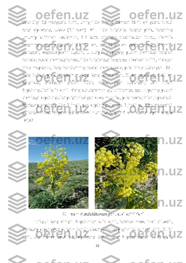 balandligi   2,5   metrgacha   borib,  uning   ildiz  bo g zi   diametri   25-40  sm   gacha   boradiʻ ʻ
rangi   siyoxrang,   tuksiz   (2.1-rasm)   [ 84 ] .   Ildiz   bo g zida   barglar   yirik,   bargining	
ʻ ʻ
umumiy   ko rinishi   ovalsimon,   2-3   karra   qirqilgan   plastinkadan   iborat,   o simlik	
ʻ ʻ
bargining   umumiy   uzunligi   70-100   sm,   eni   35-50   sm   gacha   boradi.   O simlik	
ʻ
gullagach,   vegetatsiyasini   tugatib,   u   quriydi.   Poyaning   yuqori   qismidagi   barglari
bandsiz, pastki qismidagilar esa, ildiz bo g zidagi barglarga o xshash bo lib, nisbatan	
ʻ ʻ ʻ ʻ
biroz   maydaroq,   barg   bandlarining   pastki   qismi   tuksiz,   yoki   biroz   tuklangan   [57].
Barg   bo lagi   yirik,   lansetsimon,   yoki   keng   lansetsimon,   20   sm   uzunlikda   6-70   sm	
ʻ
kenglikda,   chekkalari   g adir   -budir,   pastki   qismi   tuklangan,   uchi   o tkir.	
ʻ ʻ
Soyabongullari ko p sonli. Keng supurgisimon gul to plamiga ega. Poyaning yuqori	
ʻ ʻ
qismidagi soyabongullar yo g onlashgan soxta mutofka,	
ʻ ʻ   yoki navbat bilan joylashadi.
Markaziy   soyabongullar   2   jinsli,   yon   soyabongullar   esa   2   jinsli   va   faqat   changchili
gullardan   iborat.   Soyabongullar   20-30   nurli,   uzunligi   3-6   sm.   Nurlari   siyoh   rangda
[ 84,83 ].
2.1-rasm  F.tadshikorum  yer ustki ko rinishi	
ʻ
To pguli   keng   shingil.   Soyabonlari   ko p   sonli,   barchasi   meva   hosil   qiluvchi,	
ʻ ʻ
markaziy soyabonlari yo g on bandli, aksariyat holda yog on halqa hosil qilib, 20-30	
ʻ ʻ ʻ
nurli,   ular   3-6   sm   uzunlikda,   siyohrang   deyarli   teng.   Soyabonchalari   10-15   gulli,
32 