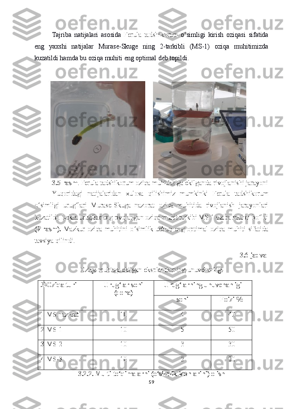 Tajriba   natijalari   asosida   Ferula   tadshikorum   o simligi   kirish   oziqasi   sifatidaʻ
eng   yaxshi   natijalar   Murase-Skuge   ning   2-tarkibli   (MS-1)   oziqa   muhitimizda
kuzatildi hamda bu oziqa muhiti eng optimal deb topildi.
3.5-rasm .  Ferula tadshikorum  oziqa muhitlariga ekilganda rivojlanishi jarayoni
Yuqoridagi   natijalaridan   xulosa   qilishimiz   mumkinki   Ferula   tadshikorum
o simligi   urug lari   Murase-Skuga   nazorat   oziqa   muhitida   rivojlanish   jarayonlari	
ʻ ʻ
kuzatildi. Lekin urug lar eng rivojangan oziqa muhit tarkibi MS-1 oziqa muhiti bo ldi	
ʻ ʻ
( 9 -rasm).   Mazkur   oziqa   muhitini   o simlik   uchun   eng   optimal   oziqa   muhiti   sifatida	
ʻ
tavsiya qilindi. 
  3.6-jadval 
Oziqa muhitga ekilgan eksplantlarning unuvchanligi
№ Oziqa turi Urug lar soni	
ʻ
(dona) Urug larning unuvchanligi	ʻ
soni Foizi %
1 MS-nazorat 10 4 40
2 MS-1 10 5 50
3 MS-2 10 3 30
4 MS-3 10 2 20
3.2.2. Multi to qimalarni (o simlik klonlarini) olish	
ʻ ʻ
59 