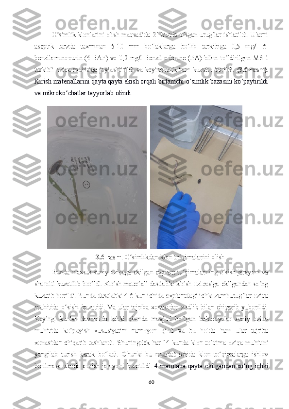 O simlik klonlarini olish maqsadida 21 kunda o sgan urug lar ishlatildi. Ularniʻ ʻ ʻ
aseptik   tarzda   taxminan   5-10   mm   bo laklarga   bo lib  	
ʻ ʻ tarkibiga   0,5   mg/l   6-
benzilaminopurin (6-BAP) va   0,2   mg/l Benzil adenine (BA) bilan to ldirilgan  	
ʻ M S-1
tarkibli oziqa muhitiga joylashtirildi   va   keyinchalik ham kuzatib borildi.   (3.6-rasm) .
Kirish materiallarini qayta qayta ekish orqali birlamchi o simlik bazasini ko paytirildi	
ʻ ʻ
va mikroko chatlar tayyorlab olindi. 	
ʻ
3.6-rasm . O simlikdan klon to qimalarini olish	
ʻ ʻ
Bunda maxsus suniy oziqaga ekilgan explant to qimalarning o sish jarayoni va	
ʻ ʻ
sharoiti kuzatilib borildi. Kirish materiali dastlabki kirish oziqasiga ekilgandan so ng	
ʻ
kuzatib borildi. Bunda dastlabki 4-6 kun ichida explantdagi ichki zamburug lar oziqa	
ʻ
muhitida   o sishi   kuzatidi.   Va   ular   tajriba   xonasidan   zudlik   bilan   chiqarib   yuborildi.	
ʻ
Keyingi   kunlar   davomida   ichki   qismda   mavjud   bo lgan   bakteriyalar   suniy   oziqa	
ʻ
muhitida   ko payish   xususiyatini   namoyon   qildi   va   bu   holda   ham   ular   tajriba	
ʻ
xonasidan chiqarib tashlandi. Shuningdek har 14 kunda klon to qima oziqa muhitini	
ʻ
yangilab   turish   kerak   bo ladi.   Chunki   bu   muddat   ichida   klon   to qimalarga   ishlov	
ʻ ʻ
berilmasa  ularda qurish  jarayoni  kuzatildi.   4 marotaba  qayta ekilgandan so ng ichki	
ʻ
60 