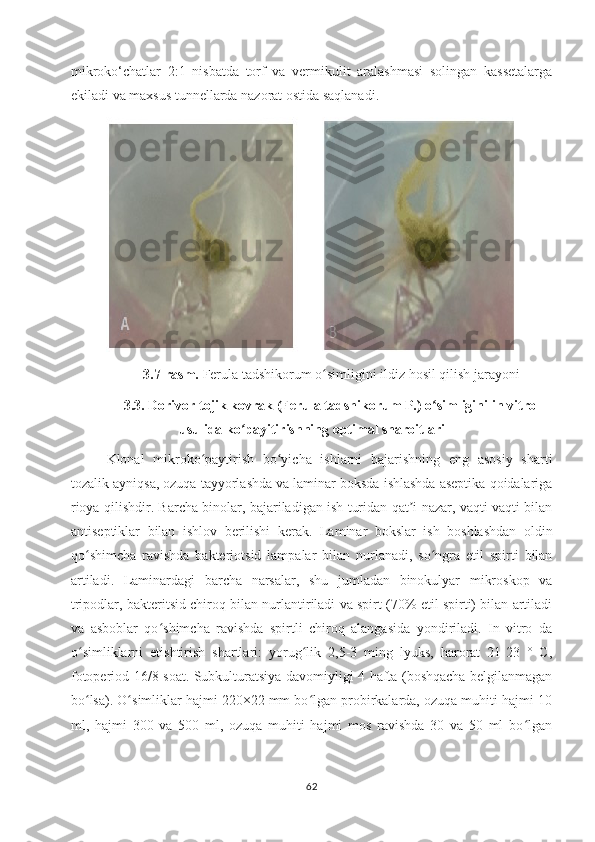 mikroko‘chatlar   2:1   nisbatda   torf   va   vermikulit   aralashmasi   solingan   kassetalarga
ekiladi va maxsus tunnellarda nazorat ostida saqlanadi.
 
  3.7-rasm.  Ferula tadshikorum o simligini ildiz hosil qilish jarayoniʻ  
3. 3 .  Dorivor tojik kovrak (Ferula tadshikorum P.) o simligini	
ʻ   in vitro
usulida ko payitirishning optimal sharoitlari 	
ʻ
Klonal   mikroko paytirish   bo yicha   ishlarni   bajarishning   eng   asosiy   sharti	
ʻ ʻ
tozalik ayniqsa, ozuqa tayyorlashda va laminar boksda ishlashda aseptika qoidalariga
rioya qilishdir. Barcha binolar, bajariladigan ish turidan qat i nazar, vaqti-vaqti bilan	
ʼ
antiseptiklar   bilan   ishlov   berilishi   kerak.   Laminar   bokslar   ish   boshlashdan   oldin
qo shimcha   ravishda   bakteriotsid   lampalar   bilan   nurlanadi,   so ngra   etil   spirti   bilan	
ʻ ʻ
artiladi.   Laminardagi   barcha   narsalar,   shu   jumladan   binokulyar   mikroskop   va
tripodlar, bakteritsid chiroq bilan nurlantiriladi va spirt (70% etil spirti) bilan artiladi
va   asboblar   qo shimcha   ravishda   spirtli   chiroq   alangasida   yondiriladi.   In   vitro   da	
ʻ
o simliklarni   etishtirish   shartlari:   yorug lik   2,5-3   ming   lyuks,   harorat   21-23   °   C,	
ʻ ʻ
fotoperiod 16/8 soat. Subkulturatsiya davomiyligi 4 hafta (boshqacha belgilanmagan
bo lsa). O simliklar hajmi 220×22 mm bo lgan probirkalarda, ozuqa muhiti hajmi 10
ʻ ʻ ʻ
ml,   hajmi   300   va   500   ml,   ozuqa   muhiti   hajmi   mos   ravishda   30   va   50   ml   bo lgan	
ʻ
62 