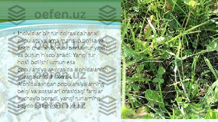 •
Individlar bir tur doirasida har xil 
populatsiyalarga mansub bo‘lsa va 
erkin chatishib, nasl bersa, tur yaxlit 
va butun hisoblanadi. Yangi tur 
hosil bo‘lishi uchun esa 
populatsiyalar orasida alohidalanish 
yuzaga chiqishi kerak. 
Alohidalashgan populatsiyalarning 
belgi va xossalari orasidagi farqlar 
kuchayib boradi, yangi turlarning 
paydo bo‘lishiga olib keladi.  