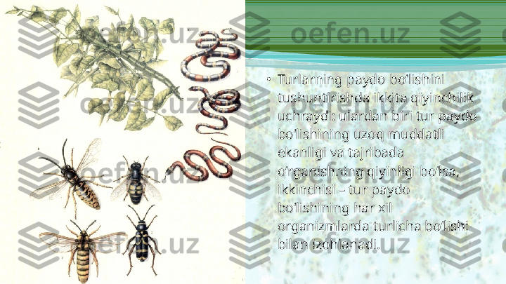 •
Turlarning paydo bo‘lishini 
tushuntirishda ikkita qiyinchilik 
uchraydi: ulardan biri tur paydo 
bo‘lishining uzoq muddatli 
ekanligi va tajribada 
o‘rganishning qiyinligi bo‘lsa, 
ikkinchisi – tur paydo 
bo‘lishining har xil 
organizmlarda turlicha bo‘lishi 
bilan izohlanadi.  