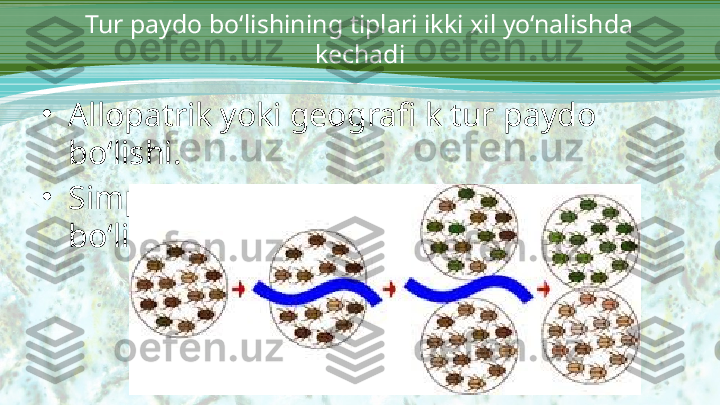 Tur paydo bo‘lishining tiplari ikki xil yo‘nalishda 
kechadi
•
Allopatrik yoki geografi k tur paydo 
bo‘lishi.
•
Simpatrik yoki ekologik tur paydo 
bo‘lishi. 