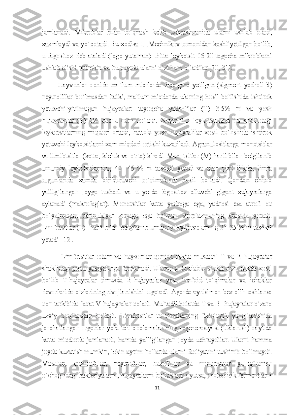 jamlanadi.   Mikroblar   bilan   to`qnash   kelib   uchrashganida   ularni   ushlab   oladi,
xazmlaydi va yo`qotadi. Bu xodisa I.I.Mechnikov tomonidan kashf yetilgan bo`lib,
u   fagositoz   deb   ataladi.(fago-yutaman).   Bitta   leykotsit   15-20   tagacha   mikroblarni
ushlab olishi mumkin va bu paytda ularni o`zi ham o`ladilar [20, 31]. 
            Hayvonlar   qonida   ma`lum   miqdorda   faqatgina   yetilgan   (sigment   yadroli-S)
neytrofillar bo`lmasdan balki, ma`lum miqdorda ularning hosil  bo`lishida ishtirok
yetuvchi-yitilmagan   hujayralar:   tayoqcha   yadrolilar   (T)   3-5%   ni   va   yosh
hujayralilar   (E)   1%   gacha   ham   bo`ladi.   Neytrofilli   leykotsitozda   bu   shaklldagi
leykotsitlarning   miqdori   ortadi,   hattoki   yosh   hujayralilar   xosil   bo`lishida   ishtirok
yetuvchi leykotsitlarni xam miqdori ortishi kuzatiladi. Agranulositlarga monotsitlar
va limfotsitlar (katta, kichik va o`rta) kiradi. Monotsitlar (M) harfi bilan belgilanib
umumiy   leykotsitlarning   40-   45   %   ni   tashkil   yetadi   va   ular   qizil   ilikda,   limfa
tugunlarida   xamda   biriktiruvchi   to`qimalarda   hosil   bo`ladi.   Qondan   chiqib
yallig`langan   joyga   tushadi   va   u   yerda   fagositoz   qiluvchi   gigant   xujayralarga
aylanadi   (makrofaglar).   Monotsitlar   katta   yadroga   ega,   yadrosi   esa   atrofi   oq
bo`yalmagan   perinuklyar   zonaga   ega   bo`lgan   sitoplazmaning   orasida   yotadi.
Limfotsitlar (L) -harfi bilan belgilanib umumiy leykotsitlarning 21-35 % ni tashkil
yetadi [12].
              Limfotsitlar   odam   va   hayvonlar   qonida   ikkita   mustaqil   T   va   B   hujayraiar
shaklidagi populyasiyalarga farqlanadi. Ularning dastlabki shakli qizil ilikda xosil
bo`lib   T-hujayralar   timusda   B-hujayralar   yesa   limfoid   to`qimalar   va   ichaklar
devorlarida o`zlarining rivojlanishini tugatadi. Agarda ayrisimon bez olib tashlansa
qon tarkibida faqat V-hujayralar qoladi. Mu`tadil holatda T va B- hujayralar o`zaro
uzviy   bog`langan   bo`ladi.   Limfotsitlar   to`qimalarning   fiziologik   yangilanishida
jarohatlangan organlar yoki teri qoplamalarining regenerasiyasi (tiklanish) paytida
katta   miqdorda   jamlanadi,   hamda   yallig`langan   joyda   uchraydilar.   Ularni   hamma
joyda kuzatish mumkin, lekin ayrim hollarda ularni faoliyatini tushinib bo`lmaydi.
Masalan,   eozinofillar,   neytrofillar,   bazofillar   va   monotsitlar   yallig`lanish
o`chog`idagi bakteriyalarni, hujayralarni bo`laklarini yutsa, proteolitik fermentlarni
11 