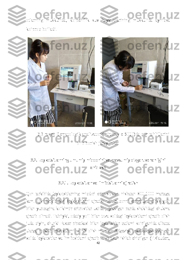 otlarning   muskulida,   ko`pchilik   suv   hayvonlarining   muskulida   ayniqsa
ko`proq bo`ladi. 
3.2-rasm. Gematologik analizatori(mindray c-5000)da qon tahlillarini
olib borish jarayonlari
3.2. Leykotsitlarning umumiy miqdorini va mavsumiy o`zgaruvchanligini
aniqlash
3.2.1. Leykotsitlar va limfotsitlarni ajratish
Qon   tarkibida   leykotsitlarning   miqdori   eritrositlarga   nisbatan   800-1000   martaga
kam.   Qon   tarkibidagi   leykotsitlarni   ajratish   uchun   qonni   seritrifuga   qilish   yo'li
bilan   yupqagina   ko`kimtir   eritrositlar   ustida   joylashgan   parda   shaklidagi   chukma
ajratib   olinadi.  Tabiiyki,  odatiy   yo`l   bilan  toza   xoldagi   leykotsitlarni   ajratib  olish
juda   qiyin,   chunki   Paster   pipetkasi   bilan   leykotsitlar   qatlami   so`rilganida   albatta
ularga   qo`shib   eritrosularni   so`rib   olish   mumkin   Adgeziya   texnikasiga   tayangan
xolda   leykotsitlar   va   limfotsitlarni   ajratib   olish   usuli   ishlab-chiqilgan   (F.Kaudert,
42 