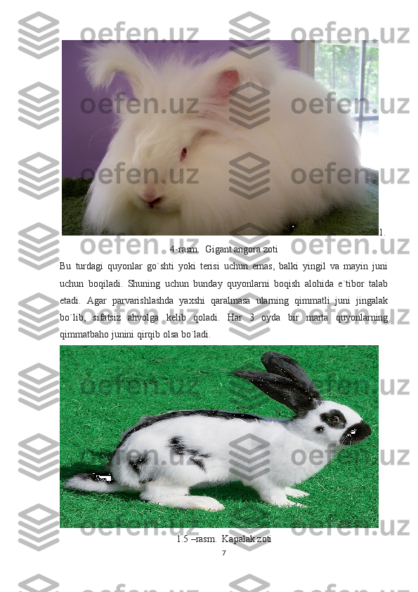 1.
4-rasm.  Gigant angora zoti
Bu   turdagi   quyonlar   go`shti   yoki   terisi   uchun   emas,   balki   yingil   va   mayin   juni
uchun   boqiladi.   Shuning   uchun   bunday   quyonlarni   boqish   alohida   e`tibor   talab
etadi.   Agar   parvarishlashda   yaxshi   qaralmasa   ularning   qimmatli   juni   jingalak
bo`lib,   sifatsiz   ahvolga   kelib   qoladi.   Har   3   oyda   bir   marta   quyonlarning
qimmatbaho junini qirqib olsa bo`ladi.
1.5 –rasm.  Kapalak zoti
7 