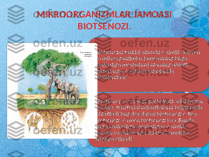 MIKROORGANIZMLAR JAMOASI 
BIOTSENOZI.
Biotsenozni tashkil qiluvchi o‘simlik, xayvon 
va mikrorganizmlar jamoasining birga 
yashashga moslashuvi ularning abiotik 
faktorlarga  o‘xshash talablarida 
ifodalaniladi.
"Biotsenoz" so‘zi xozirgi ekologik adabiyotlar 
ma’lum  territorial uchastkalarni belgilashda 
ishlatiladi:bug‘doy dalasi biotsenozi,o‘tloq 
biotsenozi, o‘rmon biotsenozi va x.Bunda 
birga yashashga moslashgan o‘simlik, 
xayvon va mikroorganizmlar kompleksi 
xisobga olinadi.
www.arxiv.uz    