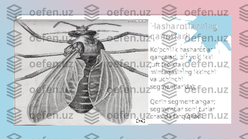   FASHION GENERAL           
Hasharot larning 
qanot lari:
Ko'pchilik hasharotlar 
qanotlari, bir yoki ikki 
juft (ko'krak 
mintaqasining ikkinchi 
va uchinchi 
segmentlarida);
Qorin segmentlangan; 
segmentlar soni turlar 
orasida farq qiladi.  