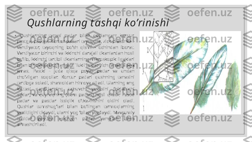   Qushlarning t ashqi ko’rinishi
◦
  Qushlarning  tanasi  patlar  bilan  qoplangan:  kontur, 
pastga, pastga. Kontur patlari tayoqcha, zich plastinka - 
ventilyator,  tayoqning  bo'sh  qismi  -  ochindan  iborat. 
Ventilyator  birinchi  va  ikkinchi  darajali  tikanlardan  hosil 
bo'lib, ikkinchi tartibli tikanlarning mikroskopik ilgaklari 
bilan bir-biriga bog'langan. Tukli tuklar zich fanatga ega 
emas.  Pastki  -  juda  qisqa  poyali  patlar  va  undan 
cho'zilgan  soqollar.  Kontur  patlari  qushning  tanasini 
tartibga  soladi,  shamoldan  himoya  qiladi.  Ularning  eng 
kattasi  qanotlarning  uchuvchi  yuzasini  (birlamchi 
tuklar)  va  quyruqning  (dum  patlari)  hosil  qiladi.  Pastki 
patlar  va  pastlar  issiqlik  o'tkazilishini  oldini  oladi. 
Qushlar  tumshug'lari  bilan  bo'lingan  tarmoqlarning 
yaxlitligini tiklaydi, ularni yog 'bilan yog'laydi. Mavsumiy 
moltlar  paytida  eskirgan  patlar  yangilari  bilan 
almashtiriladi.
   