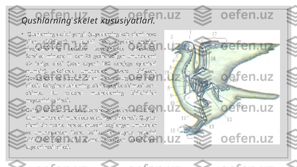 Qushlarning sk e le t  xususiyat lari.
 ◦
  Qushlarning skeleti yengil (suyaklarning ko'p qismi havo 
bilan  to'ldirilgan)  va  kuchli  (ko'p  suyaklar  embrion 
rivojlanishining  dastlabki  bosqichlarida  birlashadi). 
Servikal  mintaqa  11  dan  25  gacha  bo'lgan  umurtqalarni 
o'z  ichiga  oladi  (bosh  deyarli  180  darajaga  aylanishi 
mumkin).  Ko‘krak  umurtqalari  o‘zaro  birikkan. 
Qovurg'alar  va  sternum  bilan  ular  qovurg'alarni  hosil 
qiladi. Ko'pgina qushlarning to'sh suyagida o'simtasi bor - 
o'simta.  Bu  pektoral  mushaklarning  biriktirilish 
maydonini oshiradi.
◦
Oxirgi  ko'krak  umurtqasi,  barcha  bel,  sakral  va  oldingi 
dum  umurtqalari  murakkab  sakrumga  birlashadi.  Quyruq 
qismi  bir  nechta  harakatlanuvchi  bog'langan  umurtqalar 
va  umurtqalardan  iborat  bo'lib,  ular  quyruq  patlarini 
biriktirish  joyi  bo'lib  xizmat  qiladigan  koksikulyar 
suyakni hosil qiladi.  