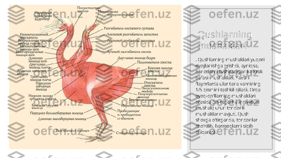 10.08.2023 Qushlarning 
mushaklari
. Qushlarning mushaklari yuqori 
rivojlanishga erishdi, ayniqsa, 
qanotlarni tushiradigan ko'krak 
qafasi mushaklari. Yaxshi 
flayerlarda ular tana vaznining 
1/5 qismini tashkil qiladi. Orqa 
oyoq-qo'llarning mushaklari 
orasida (35 tagacha individual 
mushak) uzun tendonli 
mushaklar mavjud. Qush 
shoxga o'tirganda, tendonlar 
cho'zilib, barmoqlarni siqib 
chiqaradi.  