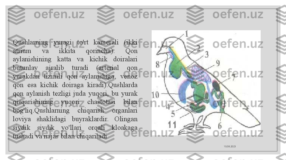    
10.08.2023Qushlarning  yuragi  to'rt  kamerali  (ikki 
atrium  va  ikkita  qorincha).  Qon 
aylanishining  katta  va  kichik  doiralari 
butunlay  ajralib  turadi  (arterial  qon 
yurakdan  tizimli  qon  aylanishiga,  venoz 
qon  esa  kichik  doiraga  kiradi).Qushlarda 
qon  aylanish  tezligi  juda  yuqori,  bu  yurak 
qisqarishining  yuqori  chastotasi  bilan 
bog'liq.Qushlarning  chiqarish  organlari 
loviya  shaklidagi  buyraklardir.  Olingan 
siydik  siydik  yo'llari  orqali  kloakaga 
tushadi va najas bilan chiqariladi  