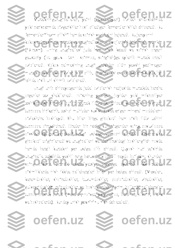 Murtakningurug‘pallalari,   ya’ni   (paleabarglari)   o‘zidan   endospermda
yoki perispermda o‘zgarishlar hosil qiladigan fermentlar ishlab chiqaradi. Bu
fermentlar “hazm qilish” hamda so‘rish vazifasini bajaradi. Bu jarayonni
kokos palmasining murtak va urug‘pallasining rivojlanishida ko‘rish mumkin
(49-rasm).   Uning   urug‘pallasi   juda   ham   o‘sib   ketadi   va   so‘rish   organi
gaustoriy   (lot.   gaus   -   tor   -   so‘rmoq,   so‘rg‘ich)ga   aylanib   murtak   orqali
oziqlanadi.   Kokos   palmasining   urug‘i   unishdan   oldin   yaxshi   yetilmagan
murtak poyacha va ildizlar hosil qilib, urug‘pallasi esa endosperm suyuk,ligi
ichida o‘sib uni shimib oziqlanadi.
Urug‘   unib   chiqayotganida   jadal   oziqlanish   natijasida   murtakda   barcha
organlar   tez   shakllanadi.   Po‘stning   yorilgan   joyidan   yoki   mikropilyar
teshikchadan   birinchi   bo‘lib   murtak   ildizchasi   chiqadi   va   u   yosh   o‘simtani
tuproqqa birikgirib, tashqi muhitdan suv va suvda erigan mineral moddalarni
o‘zlashtira   boshlaydi.   Shu   bilan   birga   gipokotil   ham   o‘sib   ildiz   uchini
tuproqqa   o‘rnashtiradi.   Oradan   bir   necha   kun   o‘tgandan   so‘ng   qovuzloqqa
o‘xshab   egilgan   gipokotil   urug‘   ustidagi   tuproqni   siljitadi.   Keyinchalik
gipokotil   to‘g‘rilanadi   va   urug‘pallani   va   ular   orasidagi   boshlang‘ich   novda
hamda   bargli   kurtakni   yer   ustiga   olib   chiqadi.   Quyosh   nuri   ta’sirida
urug‘palla   tarkibida   yashil   rang   beruvchi   xlorofill   paydo   bo‘ladm,   shundan
so‘ng   o‘simta   birinchi   assimilyatsiya   organiga   aylanadi.   Ikki   pallali
o‘simliklarda   nish   ikkita   pallabarglari   bila n   ye r   betiga   chiqadi.   (Masalan,
karamdoshlar ,   sho‘radoshlar,   ituzumdoshlar,   qoqio‘t doshlar,   zira doshlar,
gulxayridoshlar,   ra’nodoshlar   va   boshqalarda).   Ayrim   hollarda   pallabarglar
tuproq   orasida   qoladi   (masalan,   no‘xat,   yeryong‘oq,   burchoq,   olxo‘ri,   olcha
va boshqalarda).  Bunday   unish  yashirin unish  deb ataladi . 