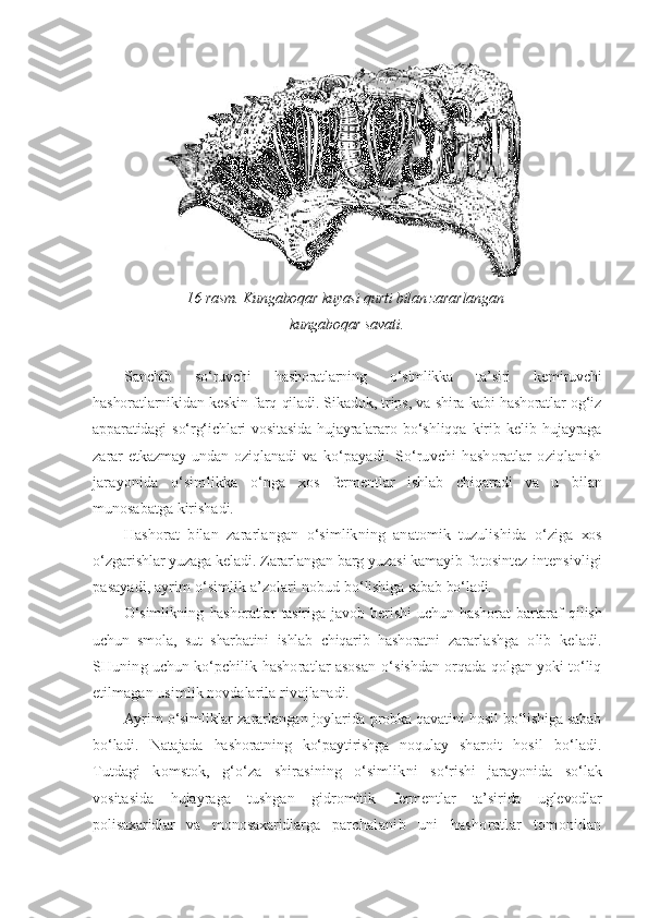 16-rasm. Kungaboqar kuyasi qurti bilan zararlangan 
kungaboqar savati.
Sanchib   so‘ruvchi   hashoratlarning   o‘simlikka   ta’siri   kemiruvchi
hashoratlarnikidan keskin farq qiladi. Sikadok, trips, va shira kabi hashoratlar og‘iz
apparatidagi   so‘rg‘ichlari   vositasida   hujayralararo   bo‘shliqqa   kirib   kelib   hujayraga
zarar   etkazmay   undan   oziqlanadi   va   ko‘payadi.   So‘ruvchi   hashoratlar   oziqlanish
jarayonida   o‘simlikka   o‘nga   xos   fermentlar   ishlab   chiqaradi   va   u   bilan
munosabatga kirishadi.
Hashorat   bilan   zararlangan   o‘simlikning   anatomik   tuzulishida   o‘ziga   xos
o‘zgarishlar yuzaga keladi. Zararlangan barg yuzasi kamayib  fotosintez intensivligi
pasayadi, ayrim o‘simlik a’zolari nobud  bo‘lishiga sabab bo‘ladi.
O‘simlikning   hashoratlar   tasiriga   javob   berishi   uchun   hashorat   bartaraf   qilish
uchun   smola,   sut   sharbatini   ishlab   chiqarib   hashoratni   zararlashga   olib   keladi.
SHuning uchun ko‘pchilik hashoratlar asosan  o‘sishdan orqada qolgan yoki to‘liq
etilmagan usimlik novdalarila  rivojlanadi.
Ayrim o‘simliklar zararlangan joylarida probka qavatini hosil bo‘lishiga sabab
bo‘ladi.   Natajada   hashoratning   ko‘paytirishga   noqulay   sharoit   hosil   bo‘ladi.
Tutdagi   komstok,   g‘o‘za   shirasining   o‘simlikni   so‘rishi   jarayonida   so‘lak
vositasida   hujayraga   tushgan   gidromitik   fermentlar   ta’sirida   uglevodlar
polisaxaridlar   va   monosaxaridlarga   parchalanib   uni   hashoratlar   tomonidan 