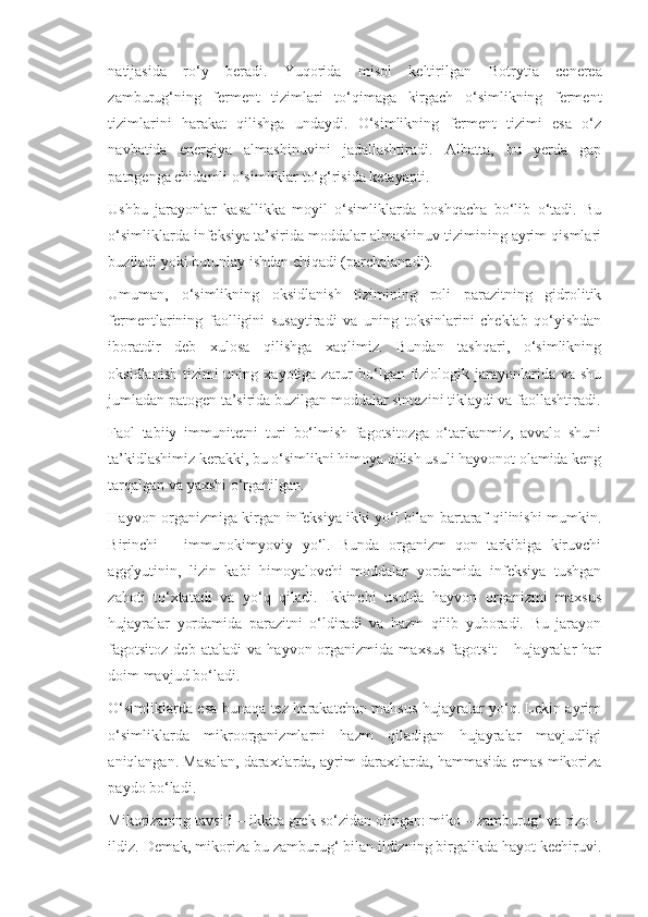 natijasida   ro‘y   beradi.   Yuqorida   misol   keltirilgan   Botrytia   cenerea
zamburug‘ning   ferment   tizimlari   to‘qimaga   kirgach   o‘simlikning   ferment
tizimlarini   harakat   qilishga   undaydi.   O‘simlikning   ferment   tizimi   esa   o‘z
navbatida   energiya   almashinuvini   jadallashtiradi.   Albatta,   bu   yerda   gap
patogenga chidamli o‘simliklar to‘g‘risida ketayapti.
Ushbu   jarayonlar   kasallikka   moyil   o‘simliklarda   boshqacha   bo‘lib   o‘tadi.   Bu
o‘simliklarda infeksiya ta’sirida moddalar almashinuv tizimining ayrim qismlari
buziladi yoki butunlay ishdan chiqadi (parchalanadi).
Umuman,   o‘simlikning   oksidlanish   tizimining   roli   parazitning   gidrolitik
fermentlarining   faolligini   susaytiradi   va   uning   toksinlarini   cheklab   qo‘yishdan
iboratdir   deb   xulosa   qilishga   xaqlimiz.   Bundan   tashqari,   o‘simlikning
oksidlanish  tizimi  uning  xayotiga  zarur   bo‘lgan  fiziologik  jarayonlarida  va shu
jumladan patogen ta’sirida buzilgan moddalar sintezini tiklaydi va faollashtiradi.
Faol   tabiiy   immunitetni   turi   bo‘lmish   fagotsitozga   o‘tarkanmiz,   avvalo   shuni
ta’kidlashimiz kerakki, bu o‘simlikni himoya qilish usuli hayvonot olamida keng
tarqalgan va yaxshi o‘rganilgan.
Hayvon organizmiga kirgan infeksiya ikki yo‘l bilan bartaraf qilinishi mumkin.
Birinchi   –   immunokimyoviy   yo‘l.   Bunda   organizm   qon   tarkibiga   kiruvchi
agglyutinin,   lizin   kabi   himoyalovchi   moddalar   yordamida   infeksiya   tushgan
zahoti   to‘xtatadi   va   yo‘q   qiladi.   Ikkinchi   usulda   hayvon   organizmi   maxsus
hujayralar   yordamida   parazitni   o‘ldiradi   va   hazm   qilib   yuboradi.   Bu   jarayon
fagotsitoz   deb   ataladi   va   hayvon  organizmida   maxsus   fagotsit   –  hujayralar   har
doim mavjud bo‘ladi.
O‘simliklarda esa bunaqa tez harakatchan mahsus hujayralar yo‘q. Lekin ayrim
o‘simliklarda   mikroorganizmlarni   hazm   qiladigan   hujayralar   mavjudligi
aniqlangan. Masalan, daraxtlarda, ayrim daraxtlarda, hammasida emas mikoriza
paydo bo‘ladi.
Mikorizaning tavsifi – ikkita grek so‘zidan olingan: miko – zamburug‘ va rizo –
ildiz.  Demak, mikoriza bu zamburug‘ bilan ildizning birgalikda hayot kechiruvi. 