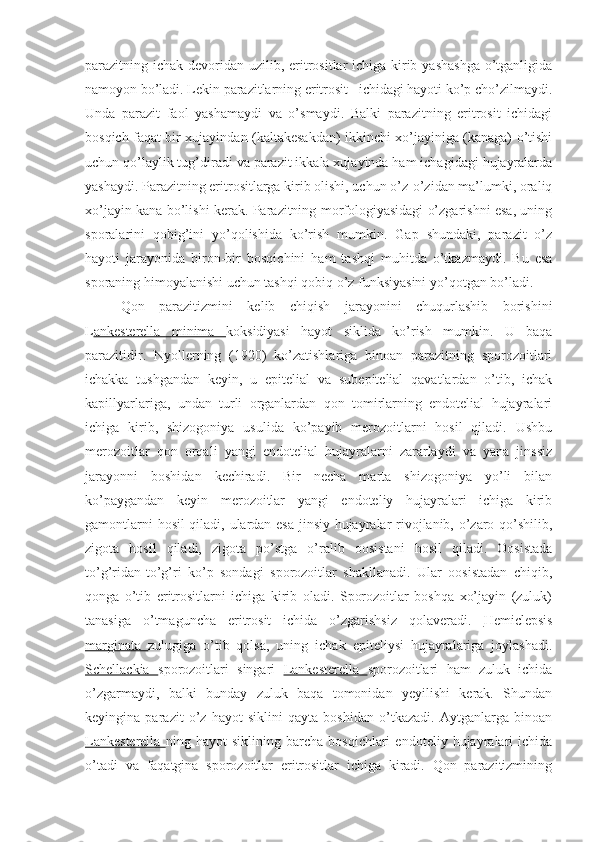 parazitning ichak devoridan uzilib, eritrositlar ichiga kirib yashashga  o’tganligida
namoyon bo’ladi. Lekin parazitlarning eritrosit   ichidagi hayoti ko’p cho’zilmaydi.
Unda   parazit   faol   yashamaydi   va   o’smaydi.   Balki   parazitning   eritrosit   ichidagi
bosqich faqat bir xujayindan (kaltakesakdan) ikkinchi xo’jayiniga (kanaga) o’tishi
uchun qo’laylik tug’diradi va parazit ikkala xujayinda ham ichagidagi hujayralarda
yashaydi. Parazitning eritrositlarga kirib olishi, uchun o’z-o’zidan ma’lumki, oraliq
xo’jayin kana bo’lishi kerak. Parazitning morfologiyasidagi o’zgarishni esa, uning
sporalarini   qobig’ini   yo’qolishida   ko’rish   mumkin.   Gap   shundaki,   parazit   o’z
hayoti   jarayonida   biron-bir   bosqichini   ham   tashqi   muhitda   o’tkazmaydi.   Bu   esa
sporaning himoyalanishi uchun tashqi qobiq o’z funksiyasini yo’qotgan bo’ladi.
Qon   parazitizmini   kelib   chiqish   jarayonini   chuqurlashib   borishini
L ankesterella   minima   koksidiyasi   hayot   siklida   ko’rish   mumkin.   U   baqa
parazitidir.   Nyollerning   (1920)   ko’zatishlariga   binoan   parazitning   sporozoitlari
ichakka   tushgandan   keyin,   u   epitelial   va   subepitelial   qavatlardan   o’tib,   ichak
kapillyarlariga,   undan   turli   organlardan   qon   tomirlarning   endotelial   hujayralari
ichiga   kirib,   shizogoniya   usulida   ko’payib   merozoitlarni   hosil   qiladi.   Ushbu
merozoitlar   qon   orqali   yangi   endotelial   hujayralarni   zararlaydi   va   yana   jinssiz
jarayonni   boshidan   kechiradi.   Bir   necha   marta   shizogoniya   yo’li   bilan
ko’paygandan   keyin   merozoitlar   yangi   endoteliy   hujayralari   ichiga   kirib
gamontlarni hosil qiladi, ulardan esa jinsiy hujayralar rivojlanib, o’zaro qo’shilib,
zigota   hosil   qiladi,   zigota   po’stga   o’ralib   oosistani   hosil   qiladi.   Oosistada
to’g’ridan-to’g’ri   ko’p   sondagi   sporozoitlar   shakllanadi.   Ular   oosistadan   chiqib,
qonga   o’tib   eritrositlarni   ichiga   kirib   oladi.   Sporozoitlar   boshqa   xo’jayin   (zuluk)
tanasiga   o’tmaguncha   eritrosit   ichida   o’zgarishsiz   qolaveradi.   Hemiclepsis
marginata   zulugiga   o’tib   qolsa,   uning   ichak   epiteliysi   hujayralariga   joylashadi.
Schellackia   sporozoitlari   singari   Lankesterella   sporozoitlari   ham   zuluk   ichida
o’zgarmaydi,   balki   bunday   zuluk   baqa   tomonidan   yeyilishi   kerak.   Shundan
keyingina   parazit   o’z   hayot   siklini   qayta   boshidan   o’tkazadi.   Aytganlarga   binoan
Lankesterella   ning   hayot   siklining   barcha   bosqichlari   endoteliy   hujayralari   ichida
o’tadi   va   faqatgina   sporozoitlar   eritrositlar   ichiga   kiradi.   Qon   parazitizmining 