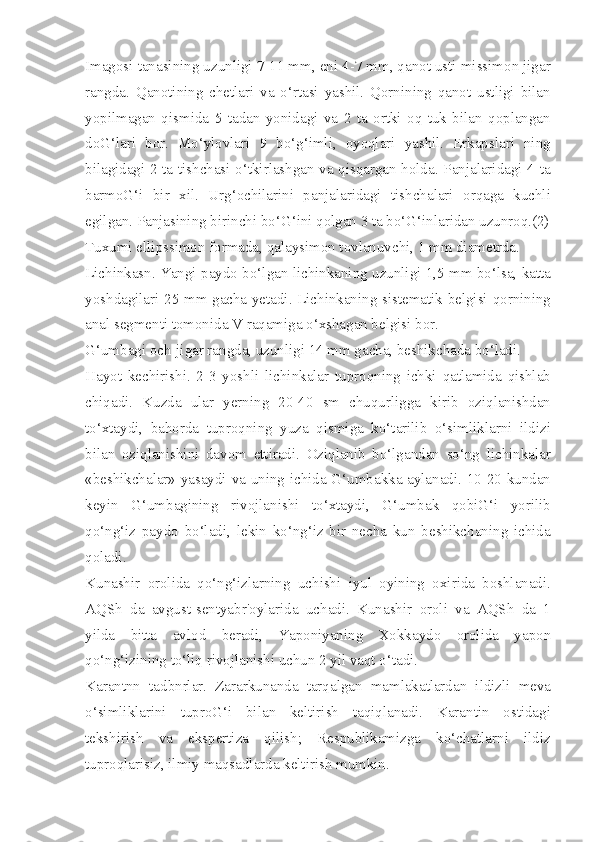 Imagosi tanasining uzunligi 7-11 mm, eni 4-7 mm, qanot usti missimon jigar
rangda.   Qanotining   chetlari   va   o‘rtasi   yashil.   Qornining   qanot   ustligi   bilan
yopilmagan   qismida   5   tadan   yonidagi   va   2   ta   ortki   oq   tuk   bilan   qoplangan
doG‘lari   bor.   Mo‘ylovlari   9   bo‘g‘imli,   oyoqlari   yashil.   Erkapslari   ning
bilagidagi 2 ta tishchasi o‘tkirlashgan va qisqargan holda. Panjalaridagi 4 ta
barmoG‘i   bir   xil.   Urg‘ochilarini   panjalaridagi   tishchalari   orqaga   kuchli
egilgan. Panjasining birinchi bo‘G‘ini qolgan 3 ta bo‘G‘inlaridan uzunroq.(2)
Tuxumi ellipssimon formada, qalaysimon tovlanuvchi, 1 mm diametrda.
Lichinkasn. Yangi paydo bo‘lgan lichinkaning uzunligi 1,5 mm bo‘lsa, katta
yoshdagilari 25 mm gacha yetadi. Lichinkaning sistematik belgisi-qornining
anal segmenti tomonida V raqamiga o‘xshagan belgisi bor.
G‘umbagi och-jigar rangda, uzunligi 14 mm gacha, beshikchada bo‘ladi.
Hayot   kechirishi.   2-3   yoshli   lichinkalar   tuproqning   ichki   qatlamida   qishlab
chiqadi.   Kuzda   ular   yerning   20-40   sm   chuqurligga   kirib   oziqlanishdan
to‘xtaydi,   bahorda   tuproqning   yuza   qismiga   ko‘tarilib   o‘simliklarni   ildizi
bilan   oziqlanishini   davom   ettiradi.   Oziqlanib   bo‘lgandan   so‘ng   lichinkalar
«beshikchalar» yasaydi va uning ichida G‘umbakka aylanadi. 10-20 kundan
keyin   G‘umbagining   rivojlanishi   to‘xtaydi,   G‘umbak   qobiG‘i   yorilib
qo‘ng‘iz   paydo   bo‘ladi,   lekin   ko‘ng‘iz   bir   necha   kun   beshikchaning   ichida
qoladi.
Kunashir   orolida   qo‘ng‘izlarning   uchishi   iyul   oyining   oxirida   boshlanadi.
AQSh   da   avgust-sentyabr'oylarida   uchadi.   Kunashir   oroli   va   AQSh   da   1
yilda   bitta   avlod   beradi,   Yaponiyaning   Xokkaydo   orolida   yapon
qo‘ng‘izining to‘liq rivojlanishi uchun 2 yil vaqt o‘tadi.
Karantnn   tadbnrlar.   Zararkunanda   tarqalgan   mamlakatlardan   ildizli   meva
o‘simliklarini   tuproG‘i   bilan   keltirish   taqiqlanadi.   Karantin   ostidagi
tekshirish   va   ekspertiza   qilish;   Respublikamizga   ko‘chatlarni   ildiz
tuproqlarisiz, ilmiy maqsadlarda keltirish mumkin. 