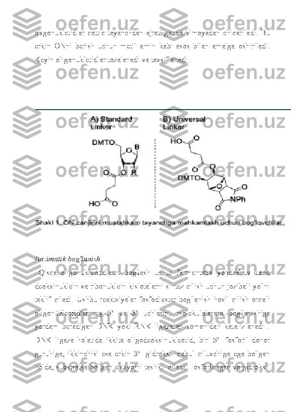 oligonukletidlar  qattiq tayanchdan ajratilganda  himoyadan chiqariladi. Bu
erkin   ONni   berish   uchun   metil   amin   kabi   asos   bilan   amalga   oshiriladi.
Keyin oligonukletidlar tozalanadi va tavsiflanadi.
Enzimatik bog'lanish
  Qisqa   oligonukleotidlarni   bog'lash   uchun   fermentativ   yondashuv   uzoq
deoksinuklein va ribonuklein kislotalarni sintez qilish uchun jozibali yo'lni
taklif   qiladi.   Ushbu   reaktsiyalar   fosfodiester   bog'lanish   hosil   qilish   orqali
oligonükleotidlarning   5'   va   3'   uchlarini   molekulalararo   bog'lanishiga
yordam   beradigan   DNK   yoki   RNK   ligazalari   tomonidan   katalizlanadi   .
DNK   ligaza   holatida   ikkita   oligodeoksinukleotid,   biri   5'   -fosforil   donor
guruhiga,   ikkinchisi   esa   erkin   3'-   gidroksil   qabul   qiluvchiga   ega   bo'lgan
holda, substratga bo'lgan ehtiyojni tashkil qiladi. Fosforlangan va gidroksil 