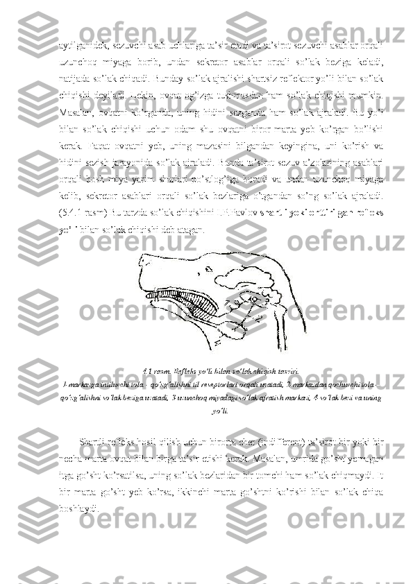 aytilganidek, sezuvchi asab uchlariga ta’sir etadi va ta’sirot sezuvchi asablar orqali
uzunchoq   miyaga   borib,   undan   sekretor   asablar   orqali   so’lak   beziga   keladi,
natijada so’lak chiqadi. Bunday so’lak ajralishi shartsiz reflektor yo’li bilan so’lak
chiqishi   deyiladi.   Lekin,   ovqat   og’izga   tushmasdan   ham   so’lak   chiqishi   mumkin.
Masalan,   ovqatni   ko’rganda,   uning   hidini   sezganda   ham   so’lak   ajraladi.   Bu   yo’l
bilan   so’lak   chiqishi   uchun   odam   shu   ovqatni   biror   marta   yeb   ko’rgan   bo’lishi
kerak.   Faqat   ovqatni   yeb,   uning   mazasini   bilgandan   keyingina,   uni   ko’rish   va
hidini sezish jarayonida so’lak ajraladi. Bunda ta’sirot sezuv a’zolarining asablari
orqali   bosh   miya   yarim   sharlari   po’stlog’iga   boradi   va   undan   uzunchoq   miyaga
kelib,   sekretor   asablari   orqali   so’lak   bezlariga   o’tgandan   so’ng   so’lak   ajraladi.
(5.4.1-rasm) Bu tarzda so’lak chiqishini I.P.Pavlov  shartli yoki orttirilgan refleks
yo’li  bilan so’lak chiqishi deb atagan.
4.1-rasm. Refleks yo’li bilan so’lak chiqish tasviri.
1-markazga intiluvchi tola – qo’zg’alishni til reseptorlari orqali uzatadi, 2-markazdan qochuvchi tola –
qo’zg’alishni so’lak beziga uzatadi, 3-uzunchoq miyadagi so’lak ajratish markazi, 4-so’lak bezi va uning
yo’li.
Shartli refleks hosil qilish uchun birorta chet (indifferent) ta’sirot bir yoki bir
necha marta ovqat bilan birga ta’sir etishi kerak. Masalan, umrida go’sht yemagan
itga go’sht ko’rsatilsa, uning so’lak bezlaridan bir tomchi ham so’lak chiqmaydi. It
bir   marta   go’sht   yeb   ko’rsa,   ikkinchi   marta   go’shtni   ko’rishi   bilan   so’lak   chiqa
boshlaydi. 