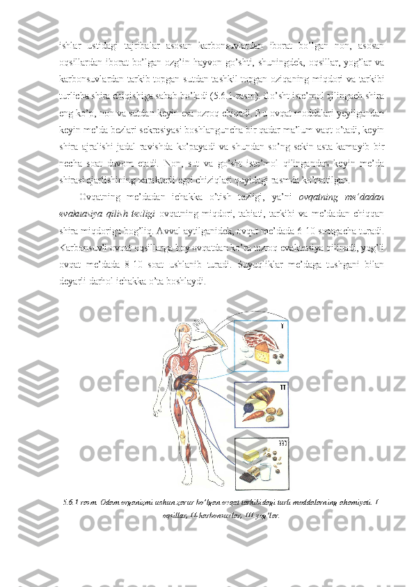 ishlar   ustidagi   tajribalar   asosan   karbonsuvlardan   iborat   bo’lgan   non,   asosan
oqsillardan iborat  bo’lgan ozg’in hayvon go’shti, shuningdek, oqsillar, yog’lar va
karbonsuvlardan tarkib topgan sutdan tashkil  topgan oziqaning miqdori va tarkibi
turlicha shira chiqishiga sabab bo’ladi (5.6.1-rasm). Go’sht iste’mol qilingach shira
eng ko’p, non va sutdan keyin esa ozroq chiqadi. Bu ovqat moddalari yeyilgandan
keyin me’da bezlari sekresiyasi boshlanguncha bir qadar ma’lum vaqt o’tadi, keyin
shira   ajralishi   jadal   ravishda   ko’payadi   va   shundan   so’ng   sekin-asta   kamayib   bir
necha   soat   davom   etadi.   Non,   sut   va   go’sht   iste’mol   qilingandan   keyin   me’da
shirasi ajarlishining xarakterli egri chiziqlari quyidagi rasmda ko’rsatilgan.
Ovqatning   me’dadan   ichakka   o’tish   tezligi,   ya’ni   ovqatning   me’dadan
evakuasiya   qilish   tezligi   ovqatning   miqdori,   tabiati,   tarkibi   va   me’dadan   chiqqan
shira miqdoriga bog’liq. Avval aytilganidek, ovqat me’dada 6-10 soatgacha turadi.
Karbonsuvli ovqat oqsillarga boy ovqatdan ko’ra tezroq evakuasiya qilinadi, yog’li
ovqat   me’dada   8-10   soat   ushlanib   turadi.   Suyuqliklar   me’daga   tushgani   bilan
deyarli darhol ichakka o’ta boshlaydi.
5.6.1-rasm. Odam organizmi uchun zarur bo’lgan ovqat tarkibidagi turli moddalarning ahamiyati. I-
oqsillar, II-karbonsuvlar, III-yog’lar. 