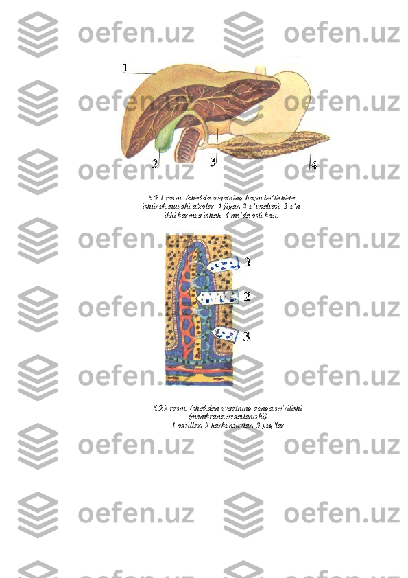 5.9.1-rasm. Ichakda ovqatning hazm bo’lishida
ishtirok etuvchi a’zolar. 1-jigar, 2-o’t xaltasi, 3-o’n
ikki barmoq ichak, 4-me’da osti bezi.
5.9.2-rasm. Ichakdan ovqatning qonga so’rilishi
(membrana ovqatlanishi)
1-oqsillar, 2-karbonsuvlar, 3-yog'lar
. 