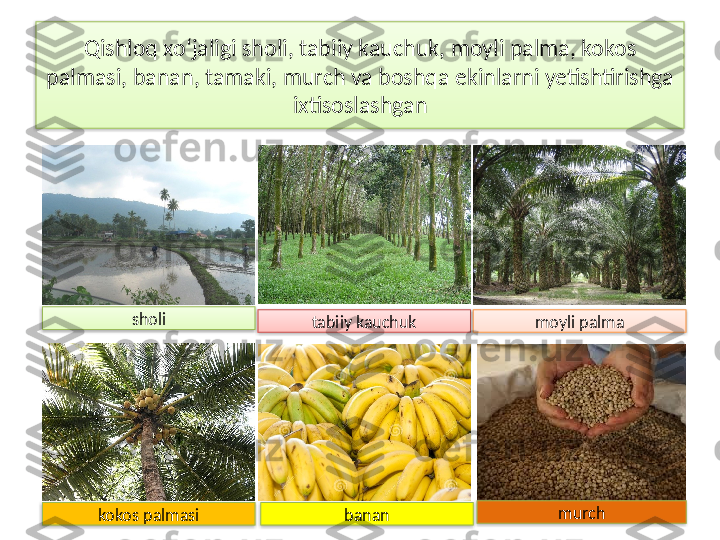 Qishloq xo‘jaligi sholi, tabiiy kauchuk, moyli palma, kokos 
palmasi, banan, tamaki, murch va boshqa ekinlarni yetishtirishga 
ixtisoslashgan
sholi
tabiiy kauchuk moyli palma
kokos palmasi banan murch        