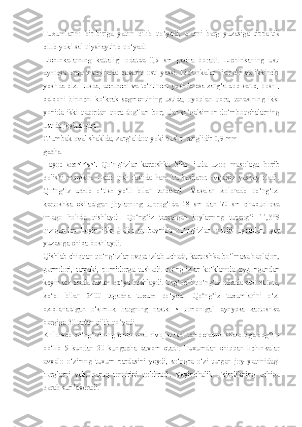 Tuxumlarini   bir-biriga   yaqin   qilib   qo‘yadi,   ularni   barg   yuzasiga   tippa-tik
qilib yoki sal qiyshaytirib qo‘yadi.
Lichinkalarning   kattaligi   odatda   0,9   sm   gacha   boradi.   Lichinkaning   usti
ayniqsa   orqa   qismi   juda   qavariq   osti   yassi.   Lichinkalar   birinchi   va   ikkinchi
yoshda qizil tusda, uchinchi va to‘rtinchi yoshda esa zarg‘aldoq-sariq, boshi,
qalqoni birinchi ko‘krak segmentining  ustida, oyoqlari qora,  tanasining  ikki
yonida ikki qatordan qora dog‘lari bor; ular so‘galsimon do‘mboqchalarning
ustida joylashgan.
G‘umbak oval shaklda, zarg‘aldoq yoki pushti ranglidir 0,9 mm
gacha.
Hayot   kechirishi.   Qo‘ng‘izlar   kartoshka   bilan   juda   uzoq   masofaga   borib
qolishi   mumkin.   Hatto   qish   faslida   ham   bu   hasharot   ovqatsiz   yashay   oladi.
Qo‘ng‘iz   uchib   o‘tish   yo‘li   bilan   tarqaladi.   Masalan   kolorado   qo‘ng‘izi
kartoshka   ekiladigan   jbylarning   tuprog‘ida   18   sm   dan   70   sm   chuqurliqsa
imago   holida   qishlaydi.   Qo‘ng‘iz   tarqalgan   joylarning   tuprog‘i   11,3°S
qizigandan   keyin   ikki   hafta   mobaynida   qo‘ng‘izlar   qishki   uyqudan,   yer
yuzasiga chiqa boshlaydi.
Qishlab chiqqan qo‘ng‘izlar ovqat izlab uchadi, kartoshka bo‘lmasa baqlajon,
garmdori,   tamaki,   pomidorga   tushadi.   qo‘ng‘izlar   ko‘klamda   uygongandan
keyin tez orada tuxum qo‘ya boshlaydi. Urg‘ochi qo‘ng‘iz odatda 400-800 ta,
ko‘pi   bilan   2400   tagacha   tuxum   qo‘yadi.   Qo‘ng‘iz   tuxumlarini   o‘zi
oziqlanadigan   o‘simlik   bargning   pastki   •   tomoniga"   aynyqsa   kartoshka
bargiga 30 tadan qilib qo‘yadi.
Kolorado qo‘ng‘izining embrional rivojlanishi temperatura sharoitiga bog‘liq
bo‘lib   5   kundan   20   kungacha   davom   etadi.   Tuxumdan   chiqqan   lichinkalar
avvalo   o‘zining   tuxum   pardasini   yeydi,   so‘ngra   o‘zi   turgan   joy   yaqinidagi
barglarni   yeb,   quruq   tomirini   qoldiradi.   Keyinchalik   o‘simlikning   uchiga
qarab surilaveradi. 