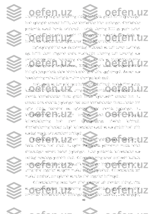 Ularning asosiy belgilari tanasining oldingi bo‘limida girdob bo‘lib aylanadigan
bosh   aylangich   apparati   bo‘lib,   ular   kiprikchalar   bilan   qoplangan.   Kiprikchalar
yordamida   suzadi   hamda   oziqlanadi.   Hozirda   ularning   2000   ga   yaqin   turlari
ma’lum   [9].   Bular   sekin   oquvchi   ifloslangan   ariq   suvlarida,   hovuzlarda   va
boshqa suv havzalarida uchraydi, tanasi bir biridan aniq ajralib turadi.
Og‘izaylangichlilar   suv   ekotizimidagi   murakkab   va   turli   tuman   tuzilishga
ega   bo‘lib   ularni   o‘rganish   ancha   mushkuldir.   Ularning   turli   tumanligi   suv
omborlarining   tipiga,   haroratning   sharoitiga,   abiotik   va   biotik   faktorlarning
o‘zgarishlariga   bog‘liq   (Anufrieva,   2005).   Hozirgi   kunda   og‘izaylangichlilar
biologik   jarayonlarda   aktiv   ishtirok   etishligi   shubha   uyg‘otmaydi.   Asosan   suv
havzalarining mahsuldorligida muhim ahamiyat kasb etadi.
Bosh, gavda va dum yoki oyoq bo‘limlariga bo‘linadi. Bosh bo‘limi yupqa
kutikula   bilan   qoplangan   bo‘lib,   uning   qorin   tomonida   og‘iz   joylashgan,   bosh
qismida   kiprikchalardan   iborat   girdob   bo‘lib   “aylanuvchi”   apparati   bor.   Bu
apparat doira shaklida joylashgan ikki qator kiprikchalardan iborat.Ulardan biri
og‘iz   oldida,   ikkinchisi   esa   og‘zining   pastki   qismida   joylashgan.   Bu
kiprikchalarning   ma’lum   bir   tomonga   qarab   hilpirashi   natijasida
kolovratkalarning   bosh   qismi   aylanayotganga   o‘xshab   ko‘rinadi.
Kiprikchalarning harakati tufayli kolovratkalar suzadi va suv girdobi hosil qilib
suvdagi mayda oziq zarralarni to‘playdi.
Kolovratkalarning   dum   qismi   birmuncha   igichkalashib,   barmoqsimon
ikkita   o‘simta   hosil   qiladi.   Bu   ayrim   o‘simtalarda   y elimsimon   modda   ishlab
chiqaradigan   sement   bezlari   joylashgan.   Bular   yordamida   kolovratkalar   suv
ostidagi   narsalarga  yopishib  oladi.  Kolovratkalarning  tanasi   qoplovchi  kutikula
ostida gipoderma joylashgan. Suyuqlik bilan to‘lgan birlamchi tana bo‘shlig‘ida
uning  ichki   organlari   va  ayrim   muskul   tolalari   joylashadi.   Kolovratkalarda  teri
muskul qopchasi, qon aylanish va nafas olish organlari bo‘lmaydi.
Kolovratkalarning ovqat hazm qilish sistemasi  uch qismdan: oldingi, o‘rta
va   orqa   ichaklardan   iborat,tananing   oldingi   uchidagi   og‘iz   teshigi   ichki
tomonidan kiprikchalar bilan qoplangan halqum bilan tutashadi, u esa kengayib,
40 