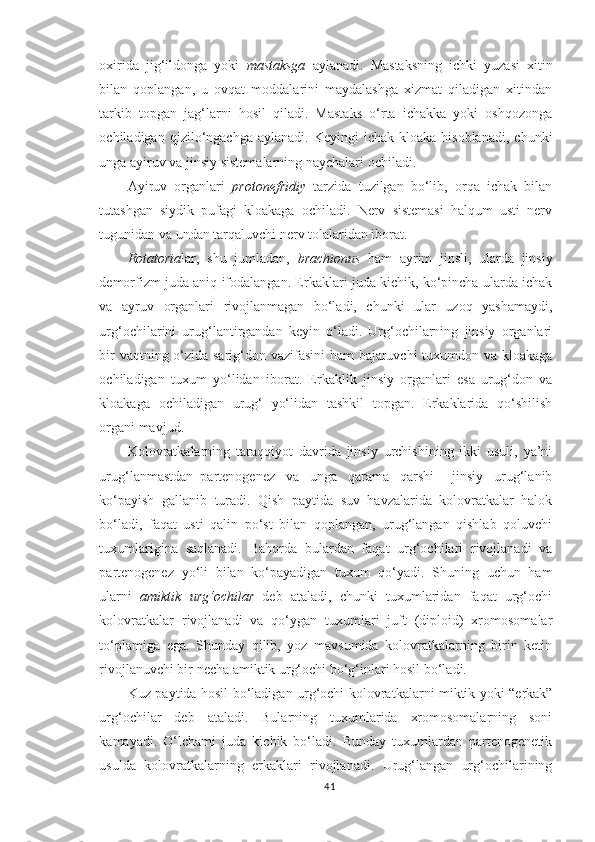 oxirida   jig‘ildonga   yoki   mastaksga   aylanadi.   Mastaksning   ichki   yuzasi   xitin
bilan   qoplangan,   u   ovqat   moddalarini   maydalashga   xizmat   qiladigan   xitindan
tarkib   topgan   jag‘larni   hosil   qiladi.   Mastaks   o‘rta   ichakka   yoki   oshqozonga
ochiladigan  qizilo‘ngachga  aylanadi.  Keyingi  ichak   kloaka  hisoblanadi,   chunki
unga ay i ruv va jinsiy sistemalarning naychalari ochiladi.
Ay i ruv   organlari   protonefridiy   tarzida   tuzilgan   bo‘lib,   orqa   ichak   bilan
tutashgan   siydik   pufagi   kloakaga   ochiladi.   Nerv   sistemasi   halqum   usti   nerv
tugunidan va undan tarqaluvchi nerv tolalaridan iborat.
Rotatoria lar,   shu   jumladan,   brachionus   ham   ayrim   jinsli,   ularda   jinsiy
demorfizm juda aniq ifodalangan. Erkaklari juda kichik, ko‘pincha ularda ichak
va   ayruv   organlari   rivojlanmagan   bo‘ladi,   chunki   ular   uzoq   yashamaydi,
urg‘ochilarini   urug‘lantirgandan   keyin   o‘ladi.   Urg‘ochilarning   jinsiy   organlari
bir vaqtning o‘zida sarig‘don vazifasini ham bajaruvchi tuxumdon va kloakaga
ochiladigan   tuxum   yo‘lidan   iborat.   Erkaklik   jinsiy   organlari   esa   urug‘don   va
kloakaga   ochiladigan   urug‘   yo‘lidan   tashkil   topgan.   Erkaklarida   qo‘shilish
organi mavjud.
Kolovratkalarning   taraqqiyot   davrida   jinsiy   urchishining   ikki   usuli,   ya’ni
urug‘lanmastdan–partenogenez   va   unga   qarama   qarshi   –jinsiy   urug‘lanib
ko‘payish   gallanib   turadi.   Qish   paytida   suv   havzalarida   kolovratkalar   halok
bo‘ladi,   faqat   usti   qalin   po‘st   bilan   qoplangan,   urug‘langan   qishlab   qoluvchi
tuxumlarigina   saqlanadi.   Bahorda   bulardan   faqat   urg‘ochilari   rivojlanadi   va
partenogenez   yo‘li   bilan   ko‘payadigan   tuxum   qo‘yadi.   Shuning   uchun   ham
ularni   amiktik   urg‘ochilar   deb   ataladi,   chunki   tuxumlaridan   faqat   urg‘ochi
kolovratkalar   rivojlanadi   va   qo‘ygan   tuxumlari   juft   (diploid)   xromosomalar
to‘plamiga   ega.   Shunday   qilib,   yoz   mavsumida   kolovratkalarning   birin   ketin
rivojlanuvchi bir necha amiktik urg‘ochi bo‘g‘inlari hosil bo‘ladi.
Kuz paytida hosil bo‘ladigan urg‘ochi   kolovratkalarni miktik yoki “erkak”
urg‘ochilar   deb   ataladi.   Bularning   tuxumlarida   xromosomalarning   soni
kamayadi.   O‘lchami   juda   kichik   bo‘ladi.   Bunday   tuxumlardan   partenogenetik
usulda   kolovratkalarning   erkaklari   rivojlanadi.   Urug‘langan   urg‘ochilarining
41 