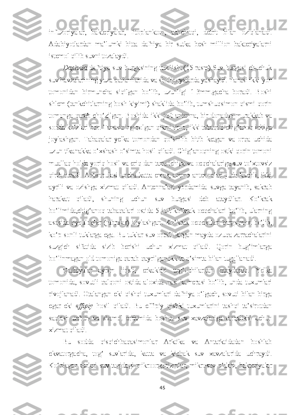 infuzoriyalar,   bakteriyalar,   fitoplankton,   achchitqi,   detrit   bilan   oziqlanadi.
Adabiyotlardan   ma’lumki   bitta   dafniya   bir   sutka   besh   million   bakteriyalarni
istemol qilib suvni tozalaydi.
Daphnia -d afniya   suv   burgasining   tuzilishi.(15-rasm).Suv   burgasi   chuchuk
suv havzalarining yuza qatlamlarida va sholipoyalarda yashaydi. Tanasi ikki  yo n
tomonidan   birmuncha   siqilgan   bo‘lib,   uzunligi   1-3mm.gacha   boradi.   Boshi
shlem (tankchitlarning bosh kiyimi) shaklida bo‘lib, tumshuqsimon qismi qorin
tomonga qarab cho‘zilgan. Boshida ikki juft antenna, bir donadan murakkab va
sodda ko‘zlari bor. Tanasining qolgan qismi tiniq, ikki tabaqali chig‘anoq ichiga
joylashgan.   Tabaqalar   yelka   tomondan   qo‘shilib   bitib   ketgan   va   orqa   uchida
uzun tikanakka o‘xshash o‘simta hosil qiladi. Chig‘anoqning ostki qorin tomoni
muallaq holda yoriq hosil va eriq dan tana ichiga va oeqchalariga suv to‘xtovsiz
qirib turadi. Antennulasi  uncha katta emas,  ammo antennalari  juda kuchli, ikki
ayrili   va   ozishga   xizmat   qiladi.   Antennalari   yor damida   suvga   tayanib,   sakrab
h arakat   qiladi,   shuning   uchun   suv   burgasi   deb   ataydilar.   Ko‘krak
bo‘limida,chig‘anoq tabaqalari ostida 5 juft ko‘krak oeqchalari  bo‘lib, ularning
asosida  oyquloqlar  (jabralar)  joylashgan.  Ko‘krak oeqchalari  bargsimon  bo‘lib,
ko‘p sonli tuklarga ega. Bu tuklar suv orqali kirgan mayda ozuqa zarrachalarini
suzgich   sifatida   sizib   berishi   uchun   xizmat   qiladi.   Qorin   bug‘imlarga
bo‘linmagan old tomoniga qarab qayrilgan ikkita o‘simta bilan tugallanadi.
Dafniyalar   ayrim   jinsli,   erkaklari   urg‘ochilardan   maydaroq.   Yelka
tomonida,   sovutli   qalqoni   ostida   aloxida   nasl   kamerasi   bo‘lib,   unda   tuxumlari
rivojlanadi.   Otalangan   eki   qishqi   tuxumlari   dafniya   o‘lgach,   sovuti   bilan   birga
egar   eki   effipiy   hosil   qiladi.   Bu   effipiy   qishki   tuxumlarini   tashqi   ta’sirotdan
saqlash   uchun   va   shamol   erdamida   boshqa   suv   xavzalariga   tarqalishi   uchun
xizmat qiladi.
Bu   sodda   qisqichbaqasimonlar   Arktika   va   Antarktidadan   boshlab
ekvatorgacha,   tog‘   suvlarida,   katta   va   kichak   suv   xavzalarida   uchraydi.
Ko‘plagan turlari suv tagidagi  mikroorganizmlar, mikrosuv o‘tlari, bakteriyalar
45 