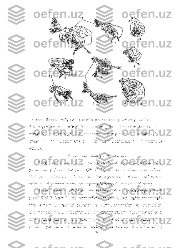 5-rasm.   Shoxdormo‘ylovli   qisqichbaqasimonlarning   umumiy   tuzilishi:   1   —
Sida   crystallina:   a   —   erkagi,   b   —   urg‘ochi,;   2   —   Limnosida   frontosa:   a   —
erkagi, b — urg‘ochisi; 3 — Diaphanosoma branchyurum: a — urg‘ochisi, b —
erkagi; 4 — Moina rectirostris; 5 — Ceriodaphnia reticulata; 6 — Simocehalus
vetulus.
Kopepodlarni tadqiq qilish usullari:
Kopepodlar   konusli   plankton   suzgichlari   (4-rasm)   yoki   tutqich(sachok)lar
yordamida   yig‘iladi.   Suzgichni   (№   56-76)   un   kombinatidan   olsa   bo‘ladi.
Yig‘ilgan   na’munalar   formalinda   fiksatsiyalanadi.   Miqdor   ko‘rsatkich
na’munalari shtempel-pipetka va Bogorov kamerasida aniqlanadi ( 4 -rasm).
Kopepodlarning tuzilishi  va turini  aniqlash  uchun ular  glitseringa solinadi
(avval   50%   li,   keyin   100%),   stereomikroskop   (binokulyar)   tagida   entomologik
nina   yordamida   organlari   (suzgich   oyoqlarini,   antennalari   va   antenulalari,
abdomeni) alohida alohida ajratiladi. Olingan preparatlarni buyum oynachasiga
qo‘yib   plastilindan   oyoqcha   yasalib   yopqich   oynacha   bilan   yopiladi,   so‘nra
tirnoq bo‘yash uchun ishlatiladigan lak bilan atrofi surtiladi. S h u tarzda doimiy
47 