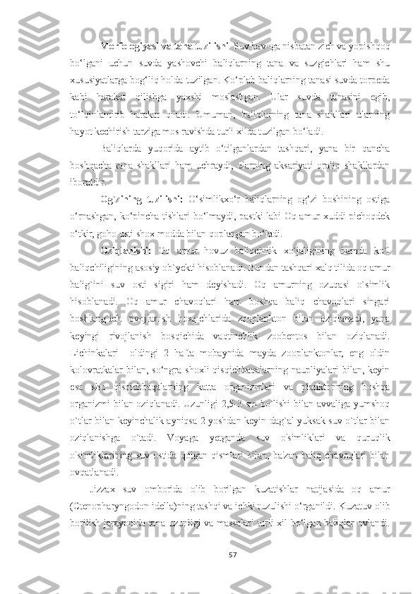 Morfologiyasi va tana tuzilishi . Suv havoga nisbatan zich va yopishqoq
bo‘lgani   uchun   suvda   yashovchi   baliqlarning   tana   va   suzgichlari   ham   shu
xususiyatlarga bog‘liq holda tuzilgan. Ko‘plab baliqlarning tanasi suvda torpeda
kabi   harakat   qilishga   yaxshi   moslashgan.   Ular   suvda   tanasini   egib,
to‘lqinlantirib   harakat   qiladi.   Umuman,   baliqlarning   tana   shakllari   ularning
hayot kechirish tarziga mos ravishda turli xilda tuzilgan bo‘ladi.
Baliqlarda   yuqorida   aytib   o‘tilganlardan   tashqari,   yana   bir   qancha
boshqacha   tana   shakllari   ham   uchraydi,   ularning   aksariyati   oraliq   shakllardan
iboratdir.
Og`zining   tuzilishi:   O ‘simlikxo‘r   baliqlarning   og‘zi   boshining   ostiga
o‘rnashgan, ko‘pincha tishlari bo‘lmaydi, pastki labi Oq amur xuddi pichoqdek
o‘tkir, goho usti shox modda bilan qoplangan bo‘ladi. 
Oziqlanishi:   Oq   amur   hovuz   baliqchilik   xo`jaligining   hamda   ko`l
baliqchiligining asosiy ob`yekti hisoblanadi.  Bundan tashqari xalq tilida oq amur
balig`ini   suv   osti   sigiri   ham   deyishadi.   Oq   amurning   ozuqasi   o`simlik
hisoblanadi.   Oq   amur   chavoqlari   ham   boshqa   baliq   chavoqlari   singari
boshlang`ich   rivojlanish   bosqichlarida   zooplankton   bilan   oziqlanadi,   yana
keyingi   rivojlanish   bosqichida   vaqtinchlik   zoobentos   bilan   oziqlanadi.
Lichinkalari     oldingi   2   hafta   mobaynida   mayda   zooplanktonlar,   eng   oldin
kolovratkalar  bilan,  so‘ngra  shoxli  qisqichbaqalarning   naupliyalari   bilan,   keyin
esa   shu   qisqichbaqalarning   katta   organizmlari   va   planktonning   boshqa
organizmi bilan oziqlanadi. Uzunligi 2,5-3 sm bo`lishi  bilan avvaliga yumshoq
o`tlar bilan keyinchalik ayniqsa 2 yoshdan keyin dag`al yuksak suv o`tlar bilan
oziqlanishga   o`tadi.   Voyaga   yetganda   suv   o'simliklari   va   quruqlik
o'simliklarining   suv   ostida   qolgan   qismlari   bilan,   ba'zan   baliq   chavoqlari   bilan
ovqatlanadi.
Jizzax   suv   omborida   olib   borilgan   kuzatishlar   natijasida   oq   amur
(Ctenopharyngodon idella)ning tashqi va ichki tuzulishi o‘rganildi.  Kuzatuv olib
borilish jarayonida tana uzunligi va massalari  turli xil bo‘lgan baliqlar ovlandi.
57 