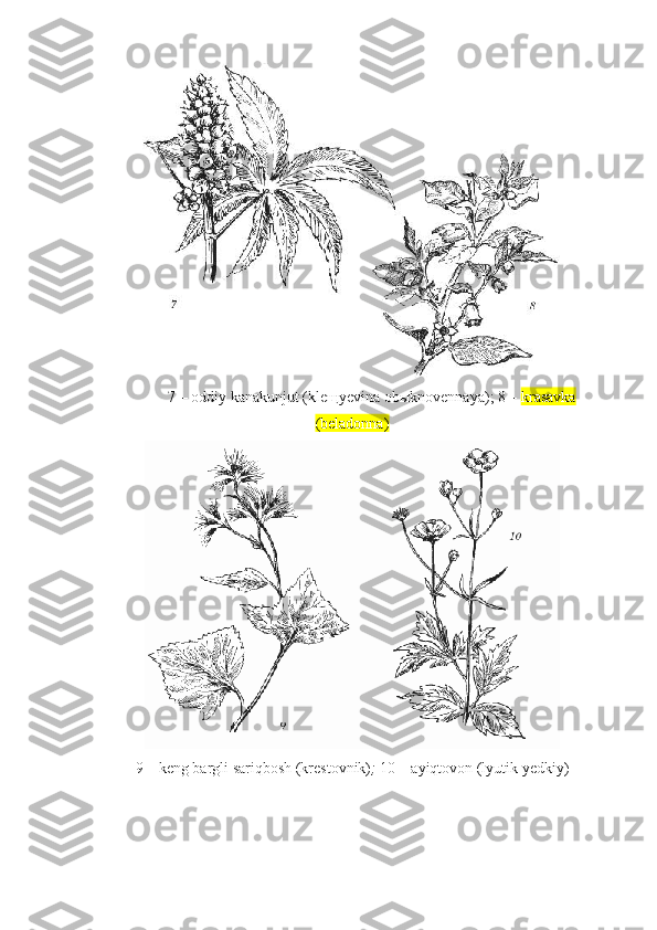 7 –  oddiy   kanakunjut ( kleщyevina obыknovennaya ) ; 8 –  krasavka
(beladonna)
9 – keng bargli  sariqbosh (krestovnik) ;  10 – ayiqtovon (lyutik yedkiy) 