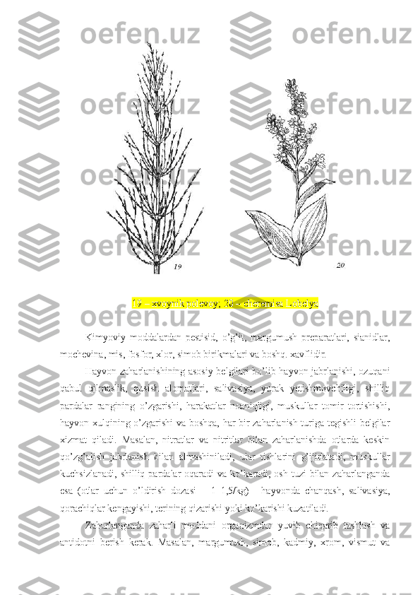19 – xvoynik polevoy; 20 – cheremisa Lobelya
Kimyoviy   moddalardan   pestisid,   o’g’it,   margumush   preparatlari,   sianidlar,
mochevina, mis, fosfor, xlor, simob birikmalari va boshq. xavflidir.
Hayvon zaharlanishining asosiy belgilari bo’lib hayvon jabrlanishi, ozuqani
qabul   qilmaslik,   qusish   alomatlari,   salivasiya,   yurak   yetishmovchiligi,   shilliq
pardalar   rangining   o’zgarishi,   harakatlar   noaniqligi,   muskullar   tomir   tortishishi,
hayvon xulqining o’zgarishi va boshqa, har bir zaharlanish turiga tegishli belgilar
xizmat   qiladi.   Masalan,   nitratlar   va   nitritlar   bilan   zaharlanishda   otlarda   keskin
qo’zg’alish   jabrlanish   bilan   almashiniladi,   ular   tishlarini   g’ijirlatadi,   muskullar
kuchsizlanadi,  shilliq  pardalar   oqaradi  va  ko’karadi,  osh  tuzi  bilan  zaharlanganda
esa   (otlar   uchun   o’ldirish   dozasi   –   1–1,5/kg)   –   hayvonda   chanqash,   salivasiya,
qorachiqlar kengayishi, terining qizarishi yoki ko’karishi kuzatiladi.
Zaharlanganda   zaharli   moddani   organizmdan   yuvib   chiqarib   tashlash   va
antidotni   berish   kerak.   Masalan,   margumush,   simob,   kadmiy,   xrom,   vismut   va 