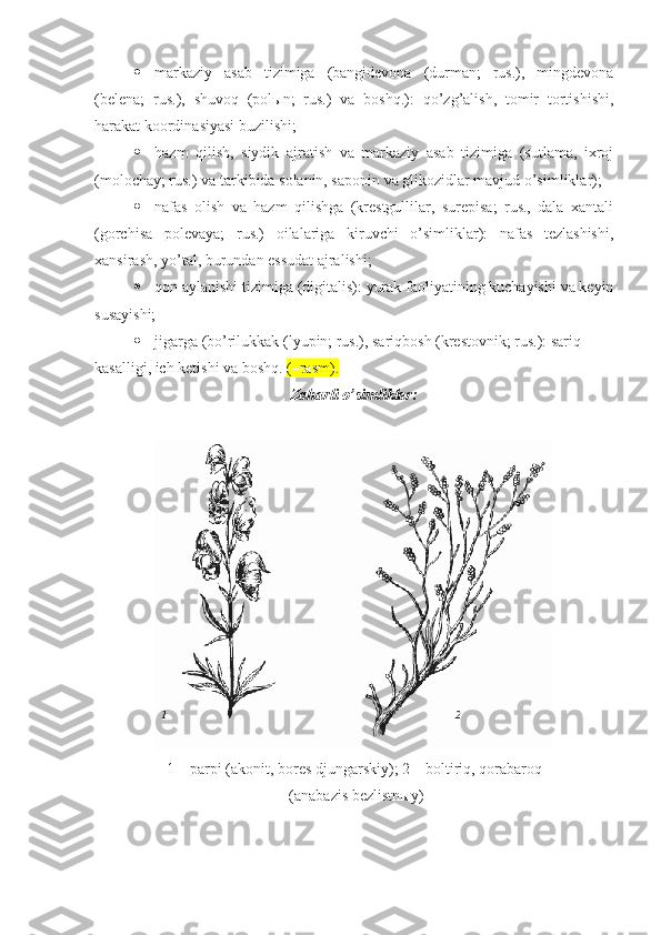  markaziy   asab   tizimiga   (bangidevona   (durman;   rus.),   mingdevona
(belena;   rus.),   shuvoq   (polыn;   rus.)   va   boshq.):   qo’zg’alish,   tomir   tortishishi,
harakat koordinasiyasi buzilishi;
 hazm   qilish,   siydik   ajratish   va   markaziy   asab   tizimiga   (sutlama,   ixroj
(molochay; rus.) va tarkibida solanin, saponin va glikozidlar mavjud o’simliklar);
 nafas   olish   va   hazm   qilishga   (krestgullilar,   surepisa;   rus.,   dala   xantali
(gorchisa   polevaya;   rus.)   oilalariga   kiruvchi   o’simliklar):   nafas   tezlashishi,
xansirash, yo’tal, burundan essudat ajralishi;
 qon aylanishi tizimiga (digitalis): yurak faoliyatining kuchayishi va keyin
susayishi;
 jigarga (bo’rilukkak (lyupin; rus.), sariqbosh (krestovnik; rus.): sariq 
kasalligi, ich ketishi va boshq.  ( –rasm ).  
Zaharli o’simliklar :
1 –  parpi ( akonit ,  bores djungarskiy); 2 –  boltiriq, qorabaroq
 ( anabazis bezlistnыy) 