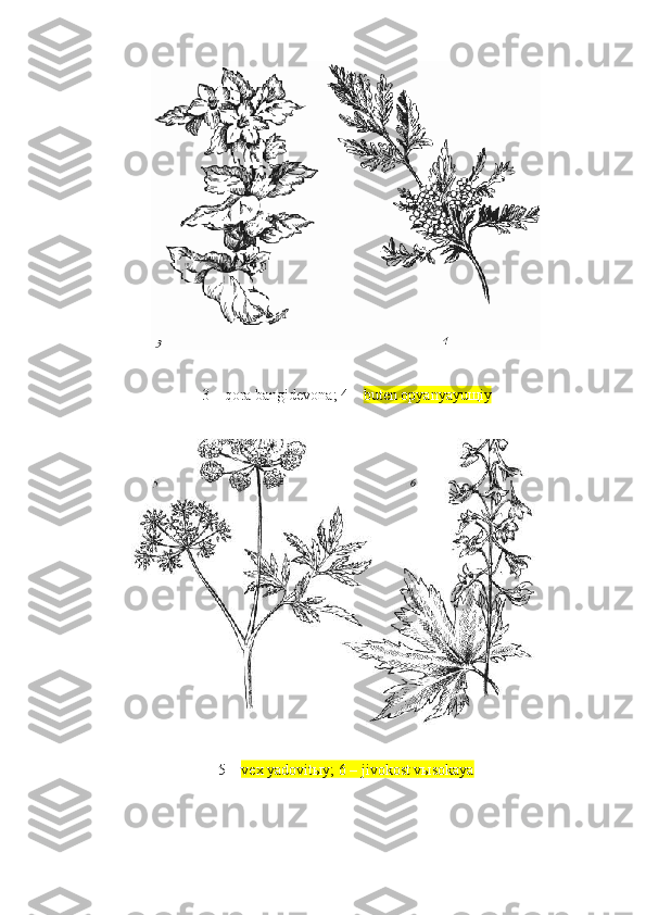 3 –  qora bangidevona ; 4 –  buten opyanyayuщiy
5 –  vex yadovitыy; 6 – jivokost vыsokaya 