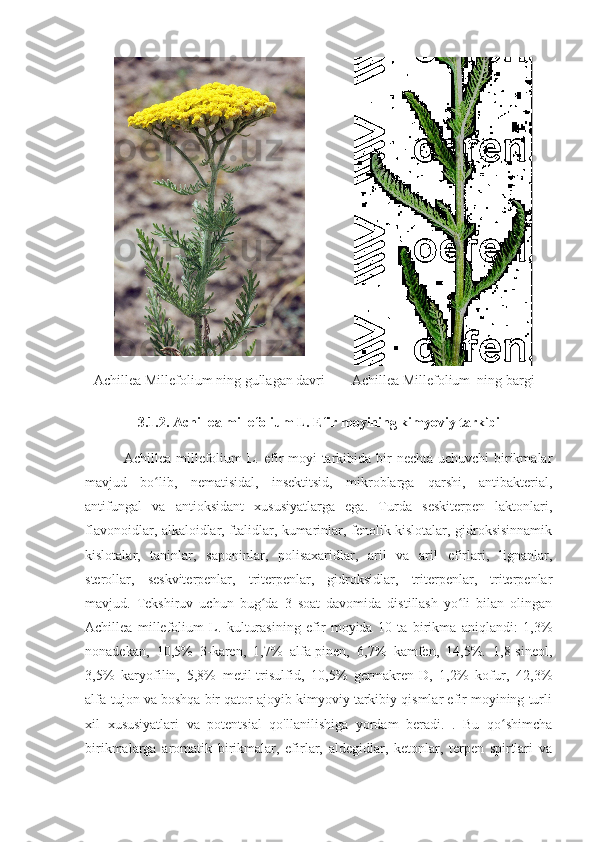 Achillea Millefolium  ning gullagan davri Achillea Millefolium   ning bargi
                            
               3.1.2. Achillea millefolium L. Efir moyining kimyoviy tarkibi
               Achillea millefolium L. efir moyi tarkibida bir  nechta uchuvchi  birikmalar
mavjud   bo lib,   nematisidal,   insektitsid,   mikroblarga   qarshi,   antibakterial,ʻ
antifungal   va   antioksidant   xususiyatlarga   ega.   Turda   seskiterpen   laktonlari,
flavonoidlar, alkaloidlar, ftalidlar, kumarinlar, fenolik kislotalar, gidroksisinnamik
kislotalar,   taninlar,   saponinlar,   polisaxaridlar,   aril   va   aril   efirlari,   lignanlar,
sterollar,   seskviterpenlar,   triterpenlar,   gidroksidlar,   triterpenlar,   triterpenlar
mavjud.   Tekshiruv   uchun   bug da   3   soat   davomida   distillash   yo li   bilan   olingan	
ʻ ʻ
Achillea   millefolium   L.   kulturasining   efir   moyida   10   ta   birikma   aniqlandi:   1,3%
nonadekan,   10,5%   3-karen,   1,7%   alfa-pinen,   6,7%   kamfen,   14,5%.   1,8-sineol,
3,5%   karyofilin,   5,8%   metil-trisulfid,   10,5%   germakren-D,   1,2%   kofur,   42,3%
alfa-tujon va boshqa bir qator ajoyib kimyoviy tarkibiy qismlar efir moyining turli
xil   xususiyatlari   va   potentsial   qo'llanilishiga   yordam   beradi.   .   Bu   qo shimcha	
ʻ
birikmalarga   aromatik   birikmalar,   efirlar,   aldegidlar,   ketonlar,   terpen   spirtlari   va 