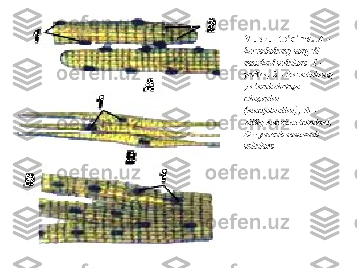 Muskul to ’ qima .  A  - 
ko ’ ndalang targ ’ il 
muskul tolalari : 1 - 
yadro ; 2 -  ko ’ ndalang 
yo ’ nalishdagi 
chiziqlar  
( miofibrillar ); В - 
silliq muskul tolalari ; 
D  -  yurak muskuli 
tolalari .   