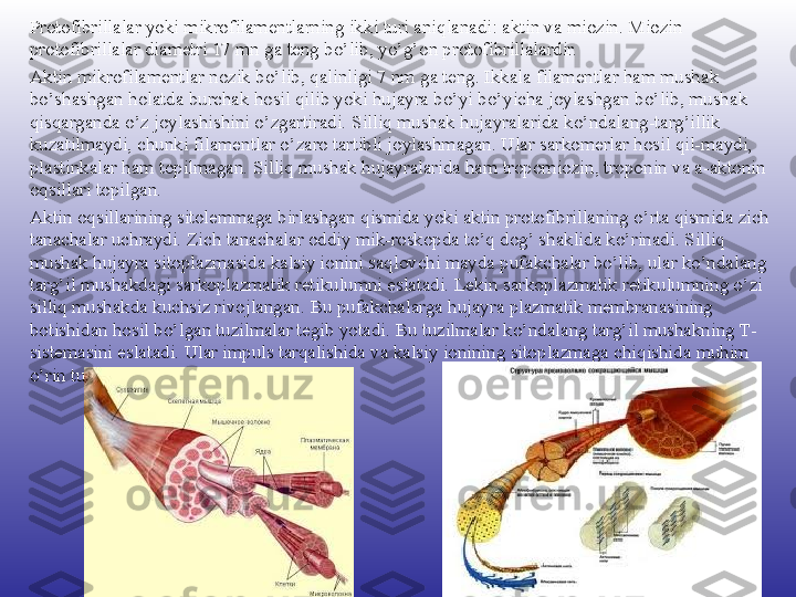 Protofibrillalar yoki mikrofilamentlarning ikki turi aniqlanadi: aktin va miozin. Miozin 
protofibrillalar diametri 17 mn ga teng bo’lib, yo’g’on protofibrillalardir. 
Aktin mikrofilamentlar nozik bo’lib, qalinligi 7 nm ga teng. Ikkala filamentlar ham mushak 
bo’shashgan holatda burchak hosil qilib yoki hujayra bo’yi bo’yicha joylashgan bo’lib, mushak 
qisqarganda o’z joylashishini o’zgartiradi. Silliq mushak hujayralarida ko’ndalang-targ’illik 
kuzatilmaydi, chunki filamentlar o’zaro tartibli joylashmagan. Ular sarkomerlar hosil qil-maydi, 
plastinkalar ham topilmagan. Silliq mushak hujayralarida ham tropomiozin, troponin va a-aktonin 
oqsillari topilgan.
Aktin oqsillarining sitolemmaga birlashgan qismida yoki aktin protofibrillaning o’rta qismida zich 
tanachalar uchraydi. Zich tanachalar oddiy mik-roskopda to’q dog’ shaklida ko’rinadi. Silliq 
mushak hujayra sitoplazmasida kalsiy ionini saqlovchi mayda pufakchalar bo’lib, ular ko’ndalang 
targ’il mushakdagi sarkoplazmatik retikulumni eslatadi. Lekin sarkoplazmatik retikulumning o’zi 
silliq mushakda kuchsiz rivojlangan. Bu pufakchalarga hujayra plazmatik membranasining 
botishidan hosil bo’lgan tuzilmalar tegib yotadi. Bu tuzilmalar ko’ndalang targ’il mushakning Т-
sistemasini eslatadi. Ular impuls tarqalishida va kalsiy ionining sitoplazmaga chiqishida muhim 
o’rin tutadi. 