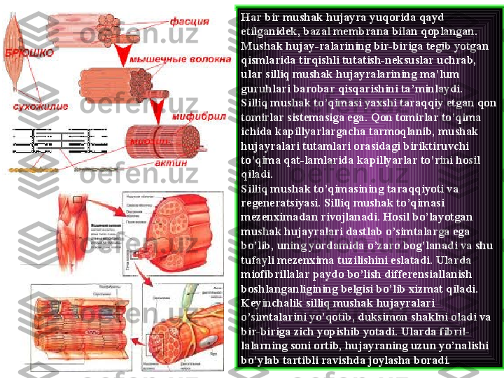 Har bir mushak hujayra yuqorida qayd 
etilganidek, bazal membrana bilan qoplangan. 
Mushak hujay-ralarining bir-biriga tegib yotgan 
qismlarida tirqishli tutatish-neksuslar uchrab, 
ular silliq mushak hujayralarining ma’lum 
guruhlari barobar qisqarishini ta’minlaydi.
Silliq mushak to’qimasi yaxshi taraqqiy etgan qon 
tomirlar sistemasiga ega. Qon tomirlar to’qima 
ichida kapillyarlargacha tarmoqlanib, mushak 
hujayralari tutamlari orasidagi biriktiruvchi 
to’qima qat-lamlarida kapillyarlar to’rini hosil 
qiladi.
Silliq mushak to’qimasining taraqqiyoti va 
regeneratsiyasi. Silliq mushak to’qimasi 
mezenximadan rivojlanadi. Hosil bo’layotgan 
mushak hujayralari dastlab o’simtalarga ega 
bo’lib, uning yordamida o’zaro bog’lanadi va shu 
tufayli mezenxima tuzilishini eslatadi. Ularda 
miofibrillalar paydo bo’lish differensiallanish 
boshlanganligining belgisi bo’lib xizmat qiladi. 
Keyinchalik silliq mushak hujayralari 
o’simtalarini yo’qotib, duksimon shaklni oladi va 
bir-biriga zich yopishib yotadi. Ularda fibril-
lalarning soni ortib, hujayraning uzun yo’nalishi 
bo’ylab tartibli ravishda joylasha boradi. 