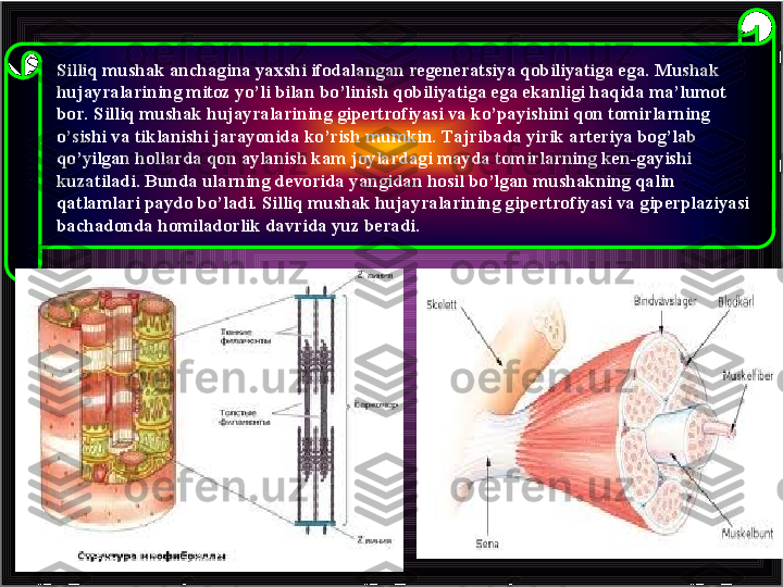 Silliq mushak anchagina yaxshi ifodalangan regeneratsiya qobiliyatiga ega. Mushak 
hujayralarining mitoz yo’li bilan bo’linish qobiliyatiga ega ekanligi haqida ma’lumot 
bor. Silliq mushak hujayralarining gipertrofiyasi va ko’payishini qon tomirlarning 
o’sishi va tiklanishi jarayonida ko’rish mumkin. Тajribada yirik arteriya bog’lab 
qo’yilgan hollarda qon aylanish kam joylardagi mayda tomirlarning ken-gayishi 
kuzatiladi. Bunda ularning devorida yangidan hosil bo’lgan mushakning qalin 
qatlamlari paydo bo’ladi. Silliq mushak hujayralarining gipertrofiyasi va giperplaziyasi 
bachadonda homiladorlik davrida yuz beradi. 